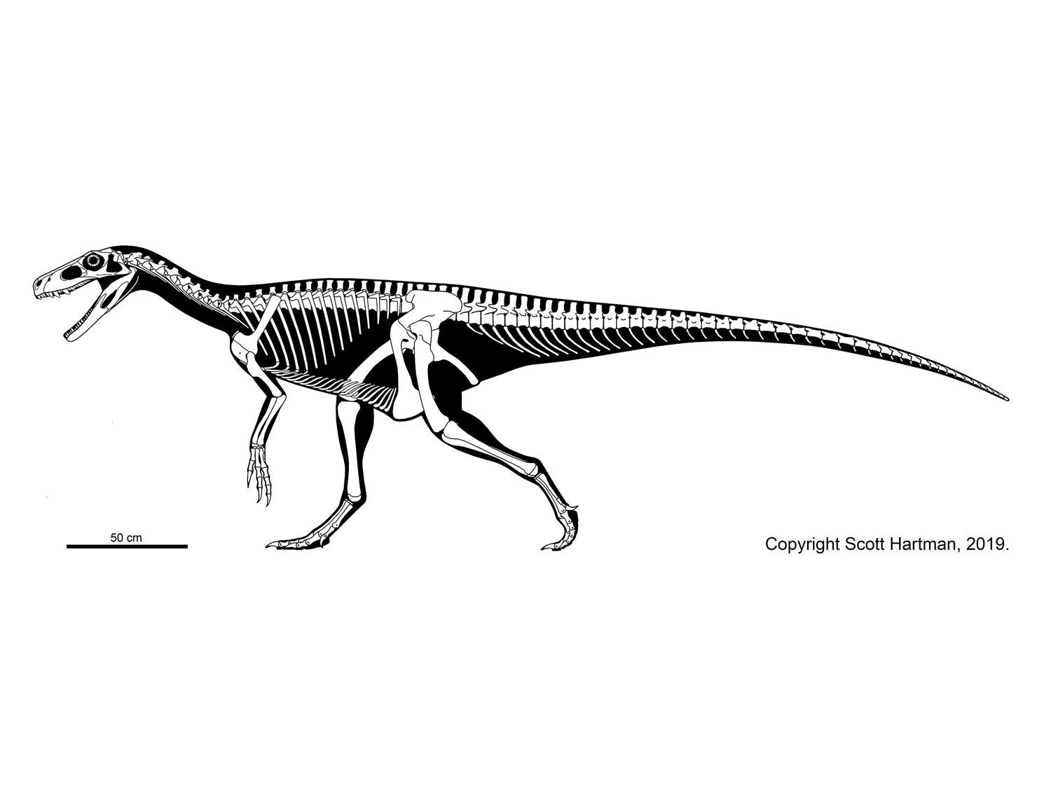 Herrerasaurus ischigualastensis