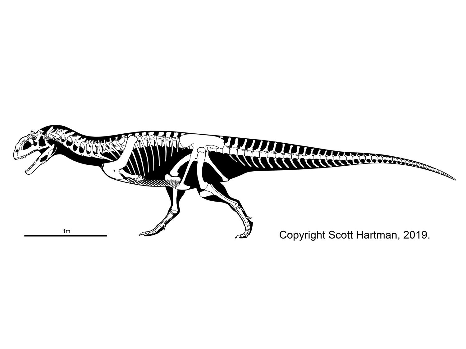 Majungasaurus crenatissimus