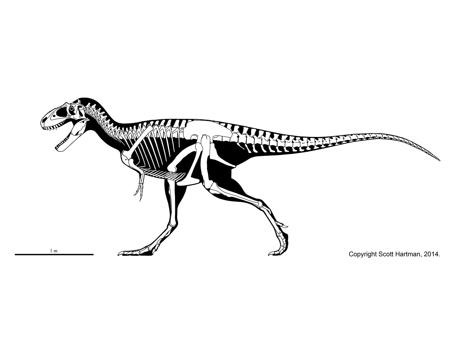 Theropod skeletal reconstructionsScott Hartman's Skeletal Drawing.com