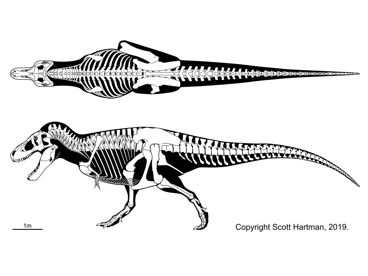 Tyrannosaurus rex FMNH PR 2081 "Sue"