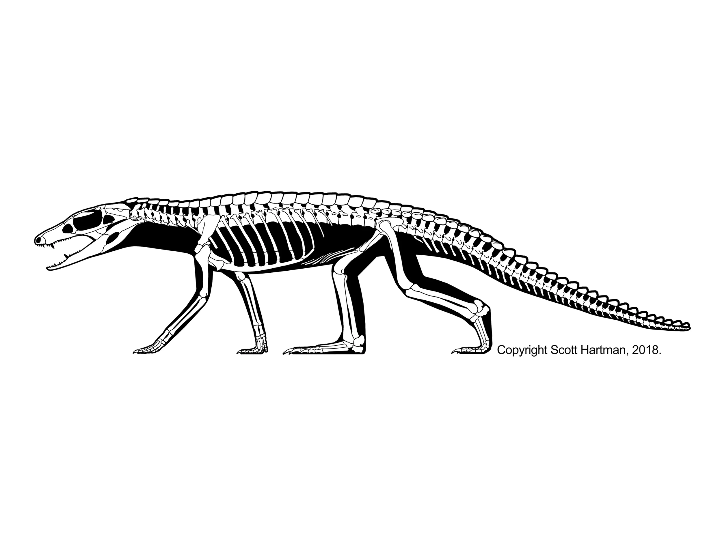 Araripesuchus