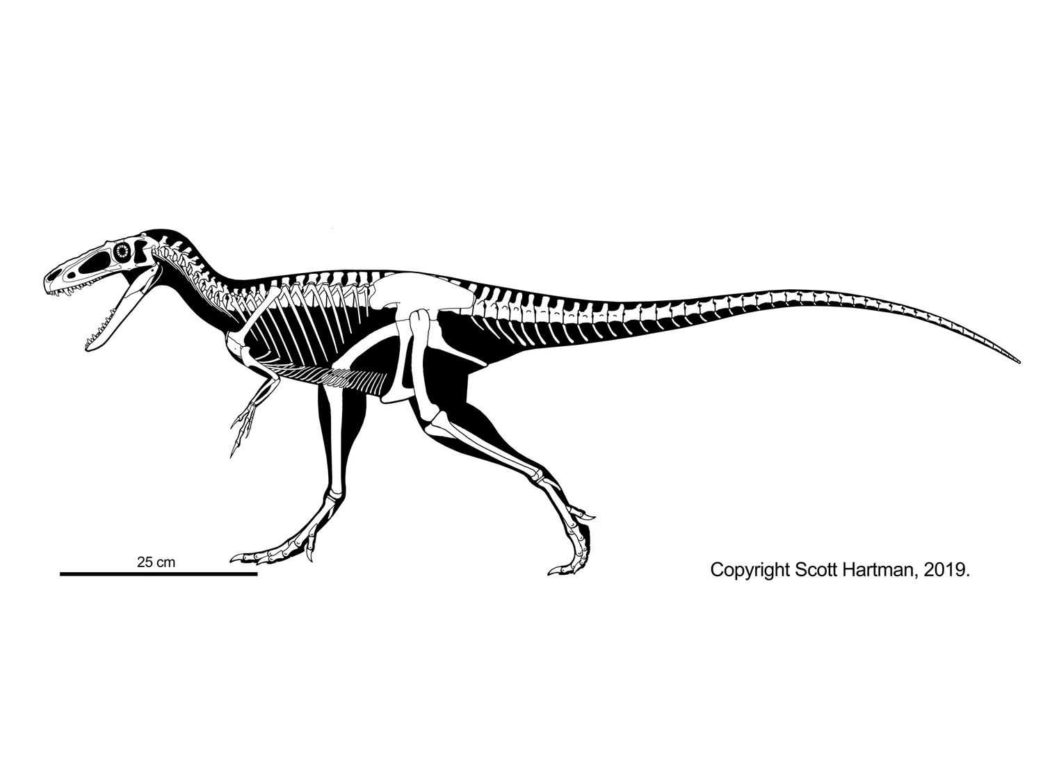 Suskityrannus hazelae