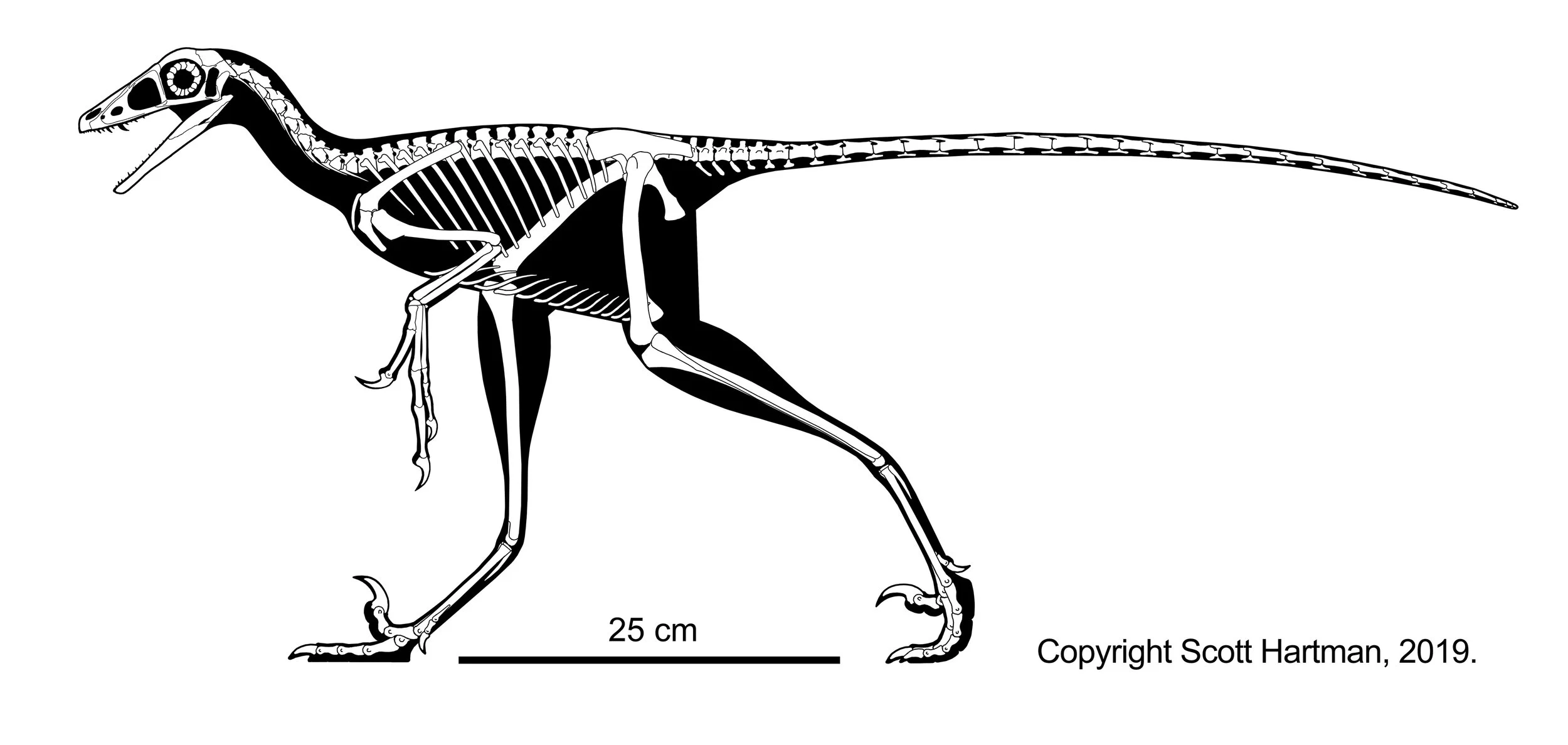 hesperornithoides skeletal.jpg