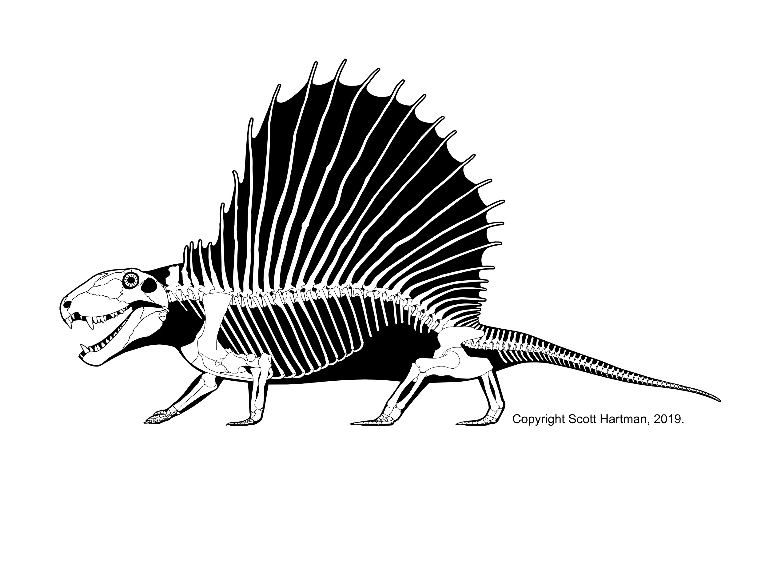 Dimetrodon grandis