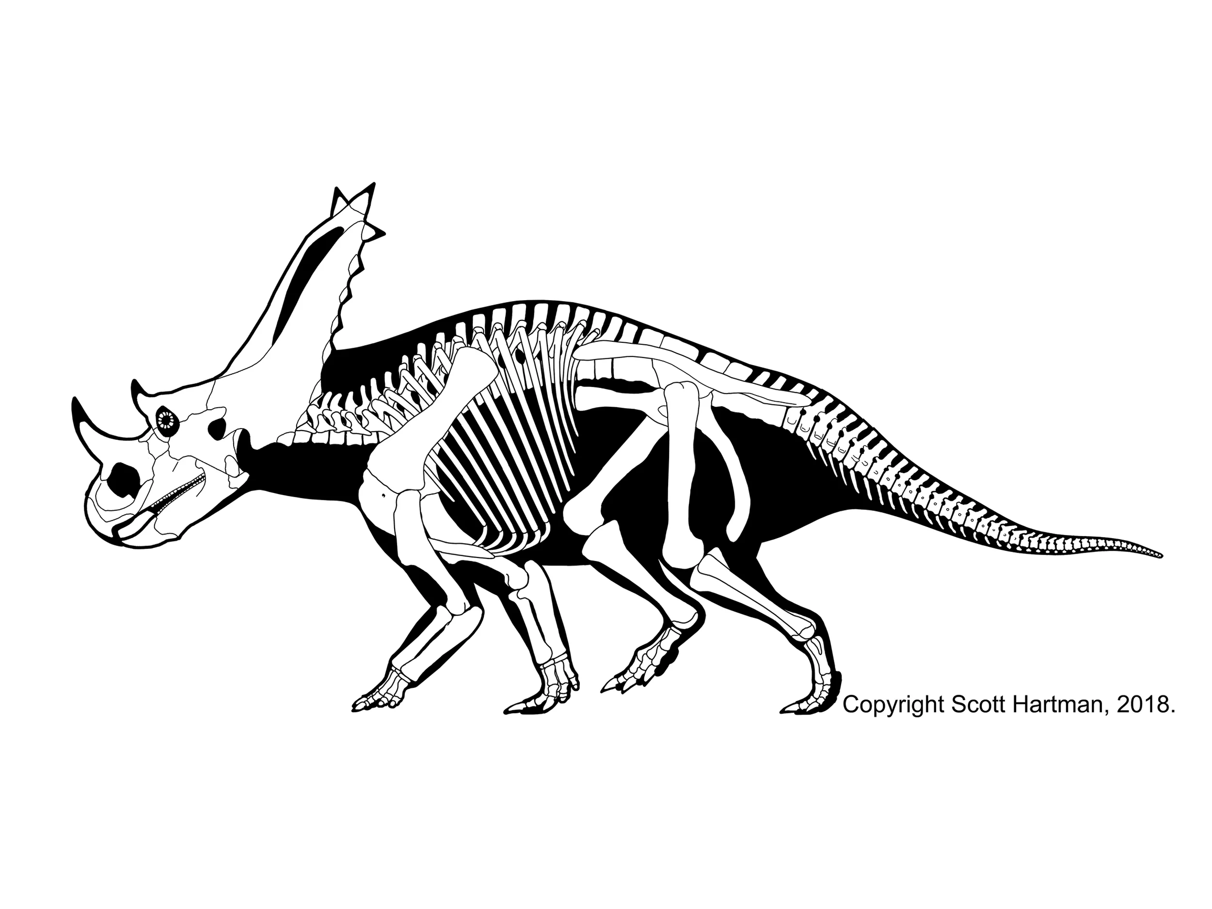 Chasmosaurus belli