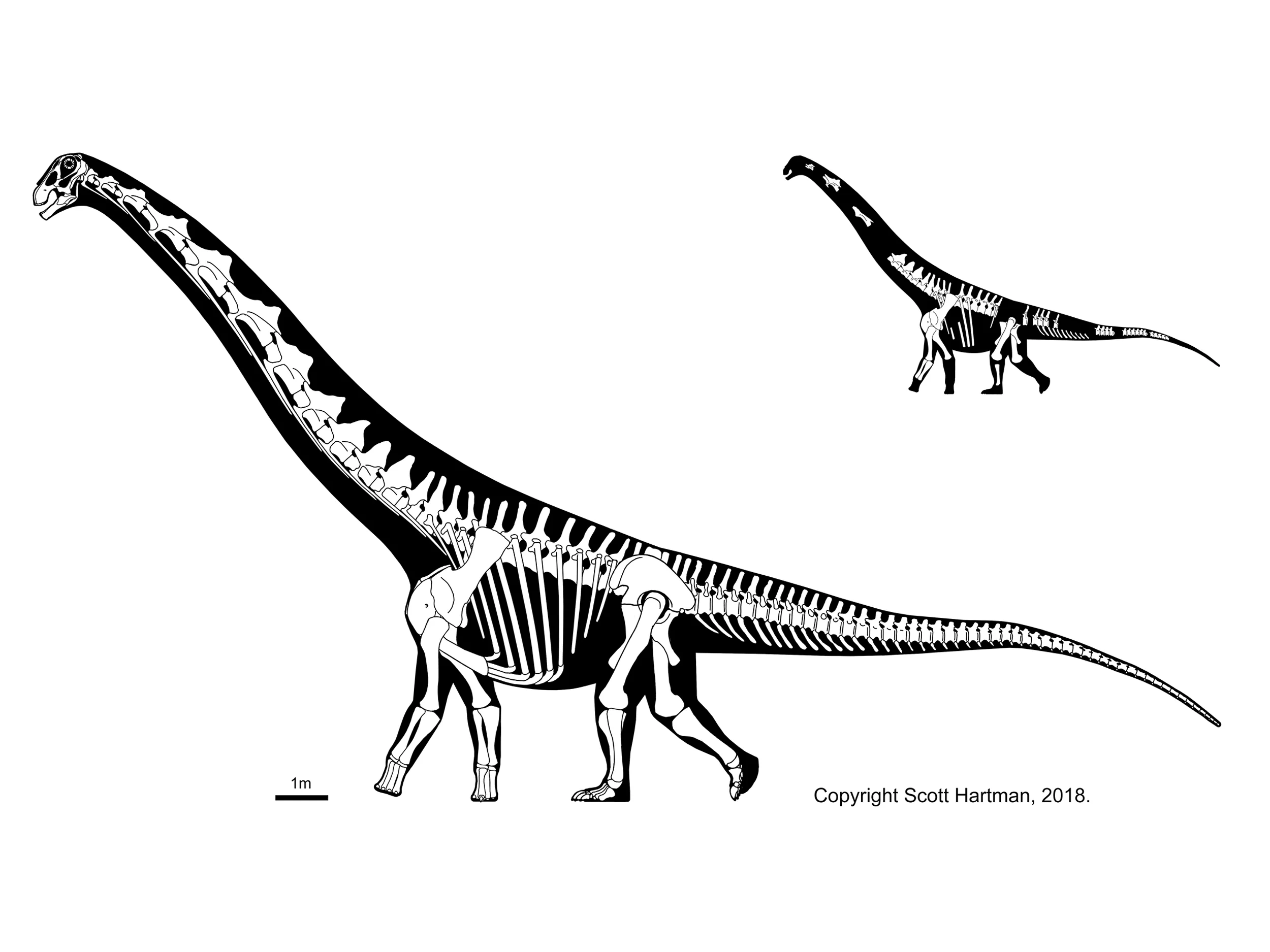 Patagotitan mayorum
