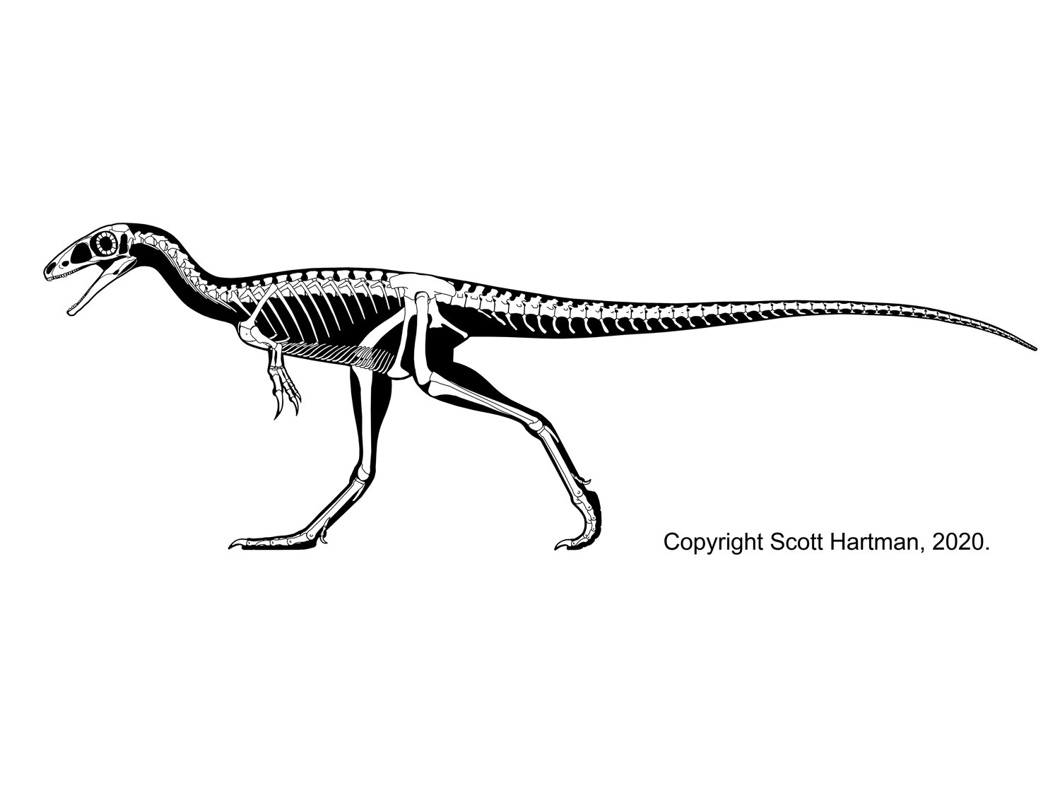 Sinosauropteryx prima