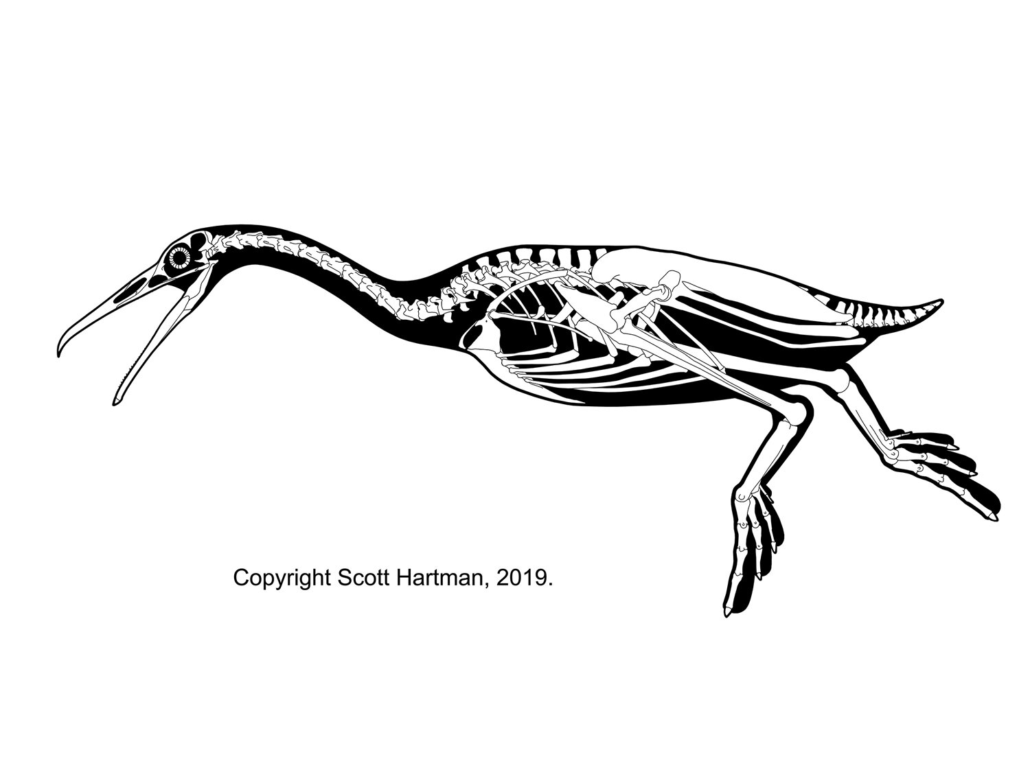 Hesperornis regalis