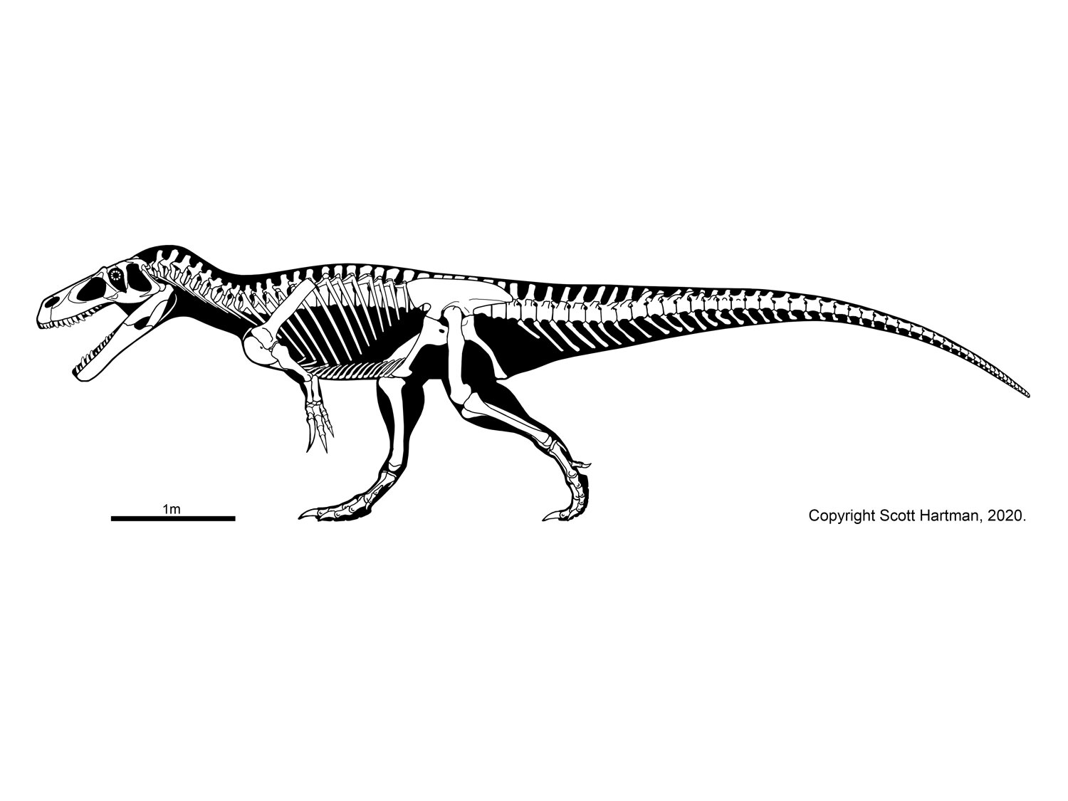 Torvosaurus tanneri