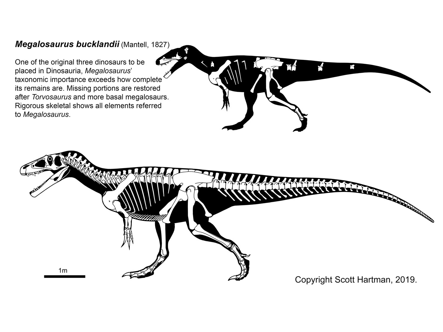 Megalosaurus bucklandi