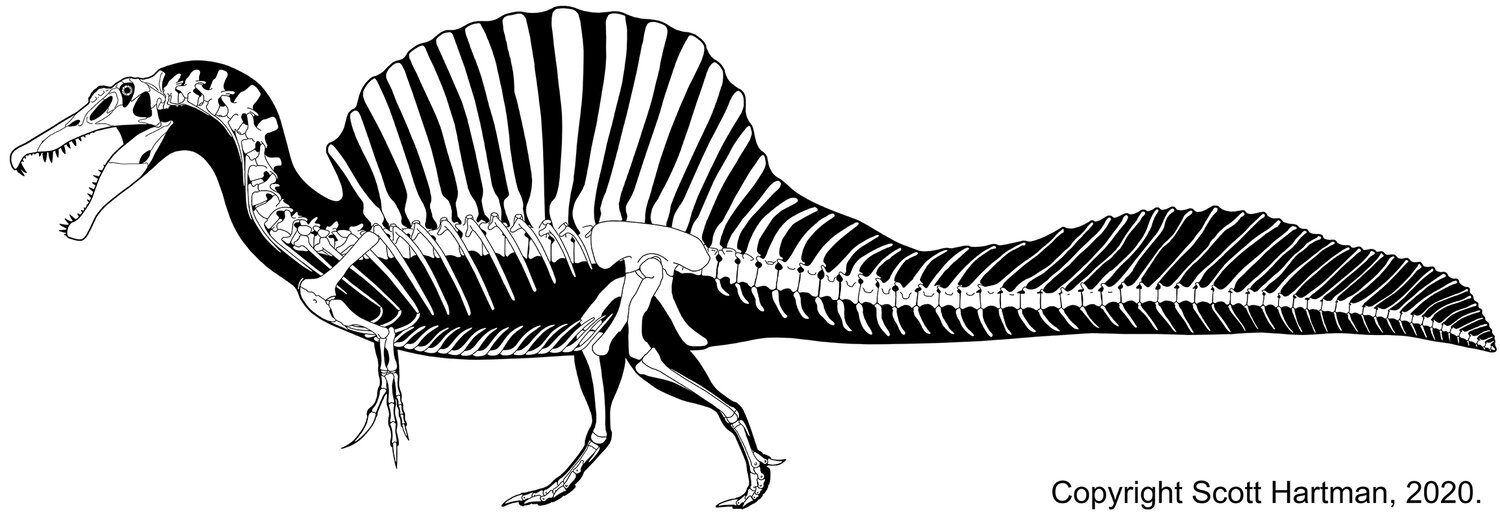 Spinosaurus+skeletal+2020+web+rez+for+article.jpg