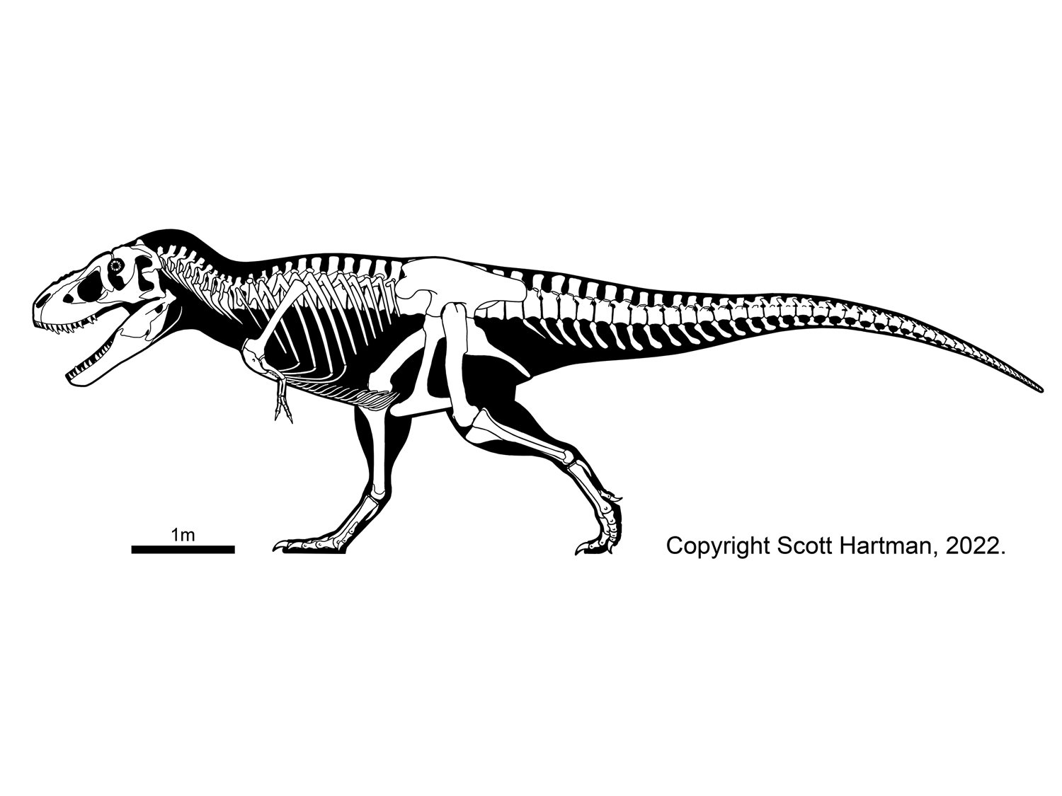 Tarbosaurus bataar