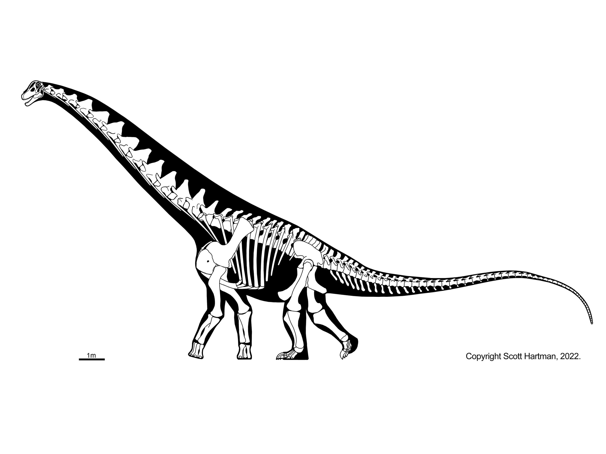 Alamosaurus sanjuanensis