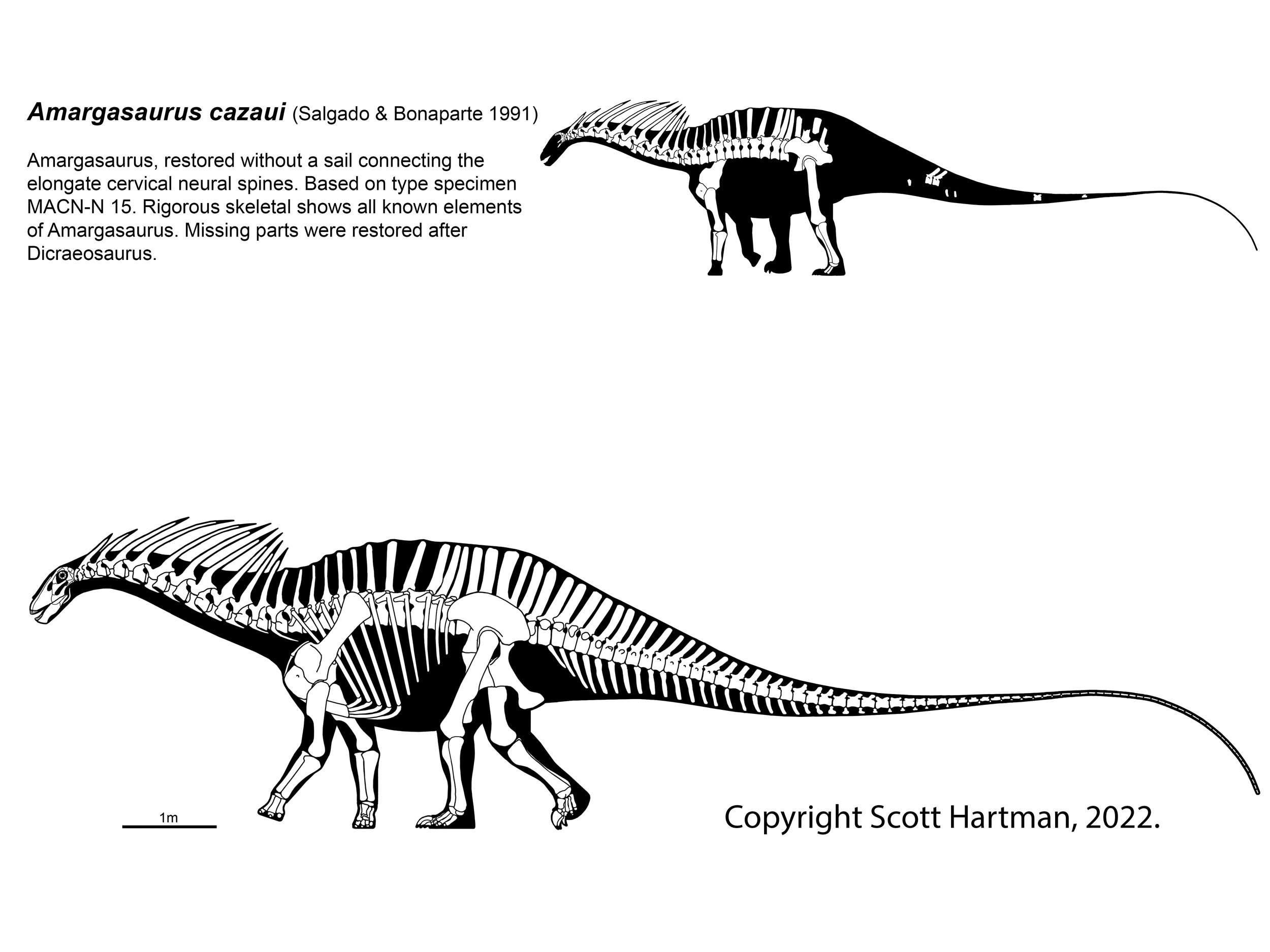 Amargasaurus-skeletal.jpg