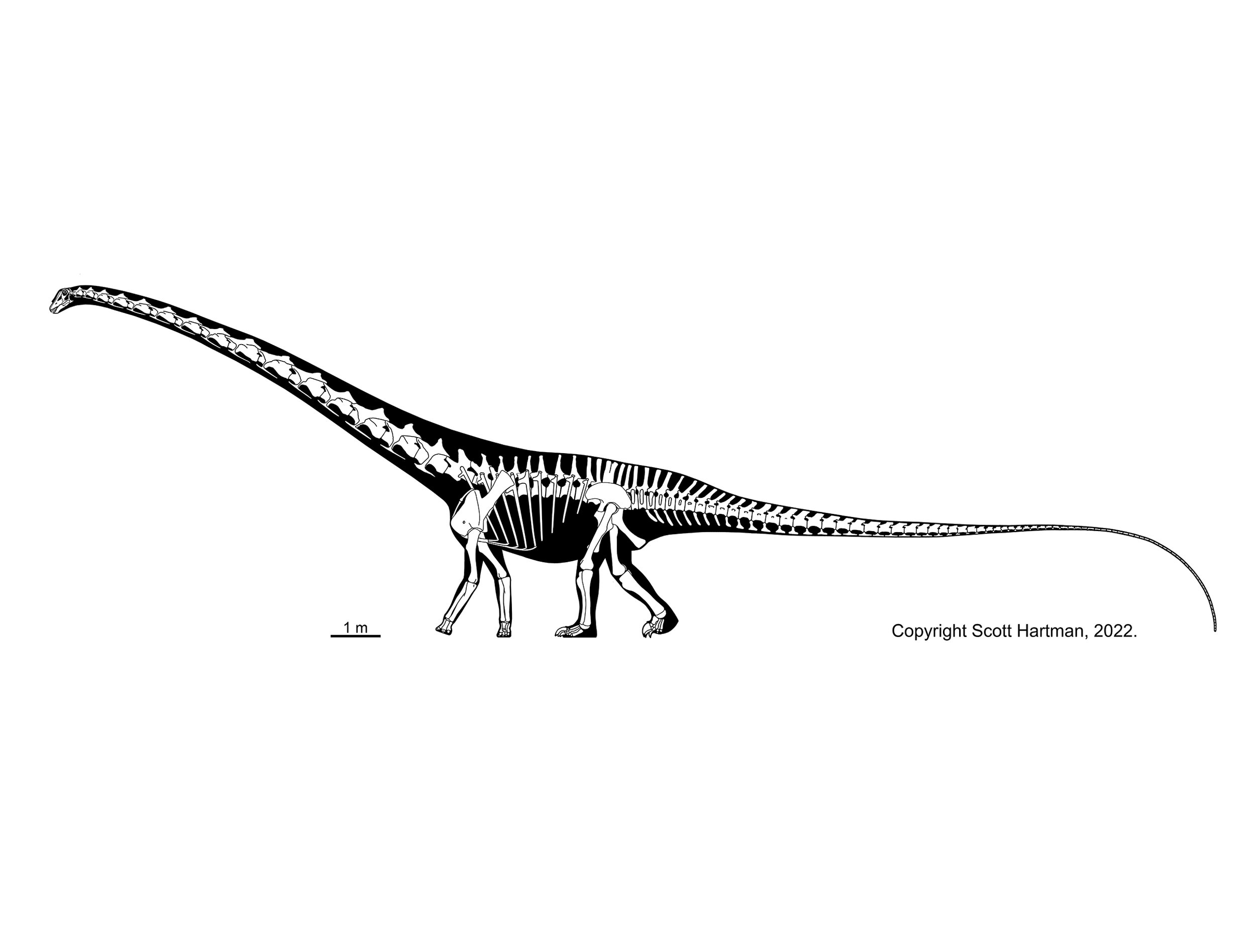 Barosaurus lentus