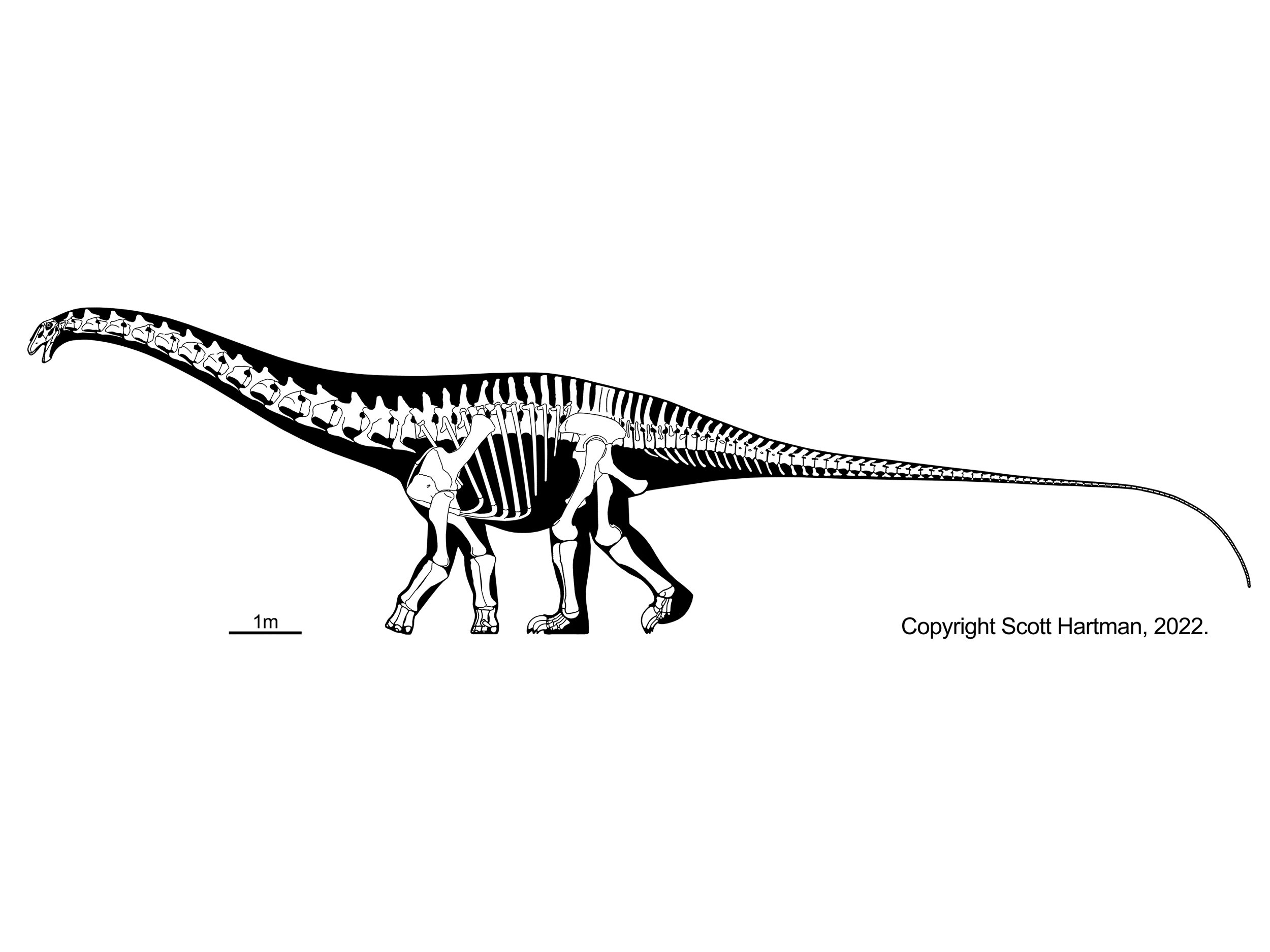 Apatosaurus ajax