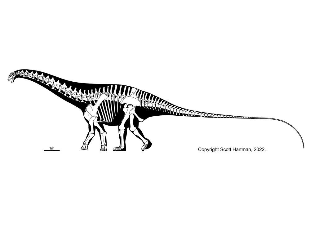 Deinocheirus - Therizinosaur or hadrosaur mimic?Dr. Scott Hartman's  Skeletal Drawing.com