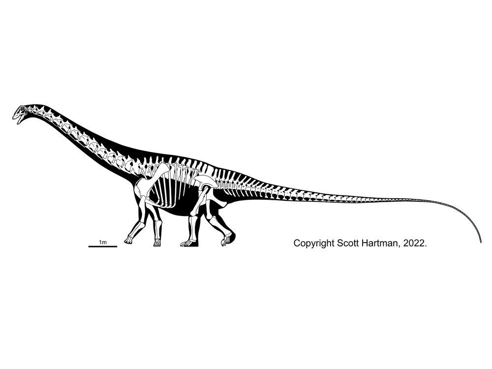 Deinocheirus - Therizinosaur or hadrosaur mimic?Dr. Scott Hartman's  Skeletal Drawing.com