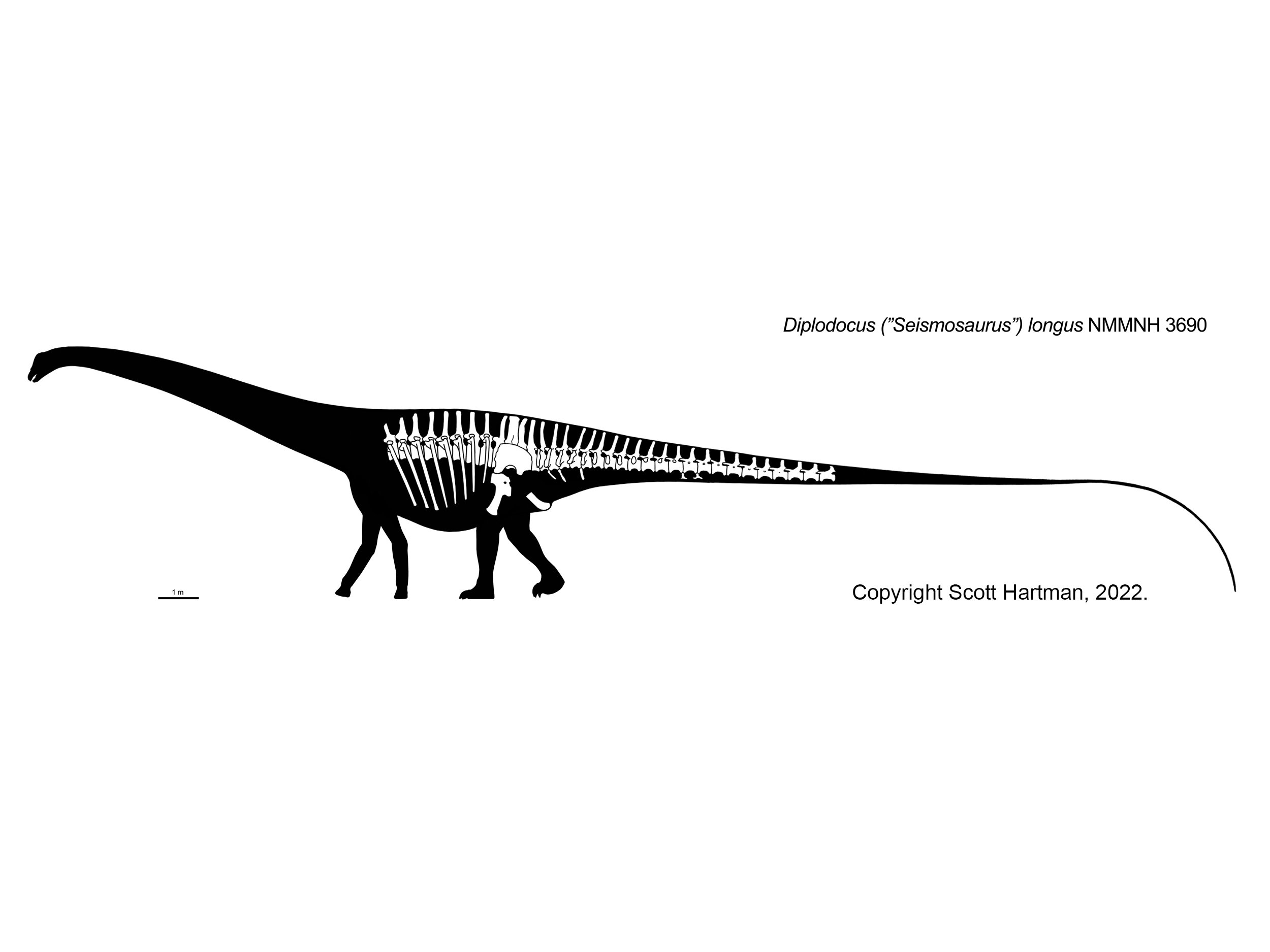 Diplodocus longus