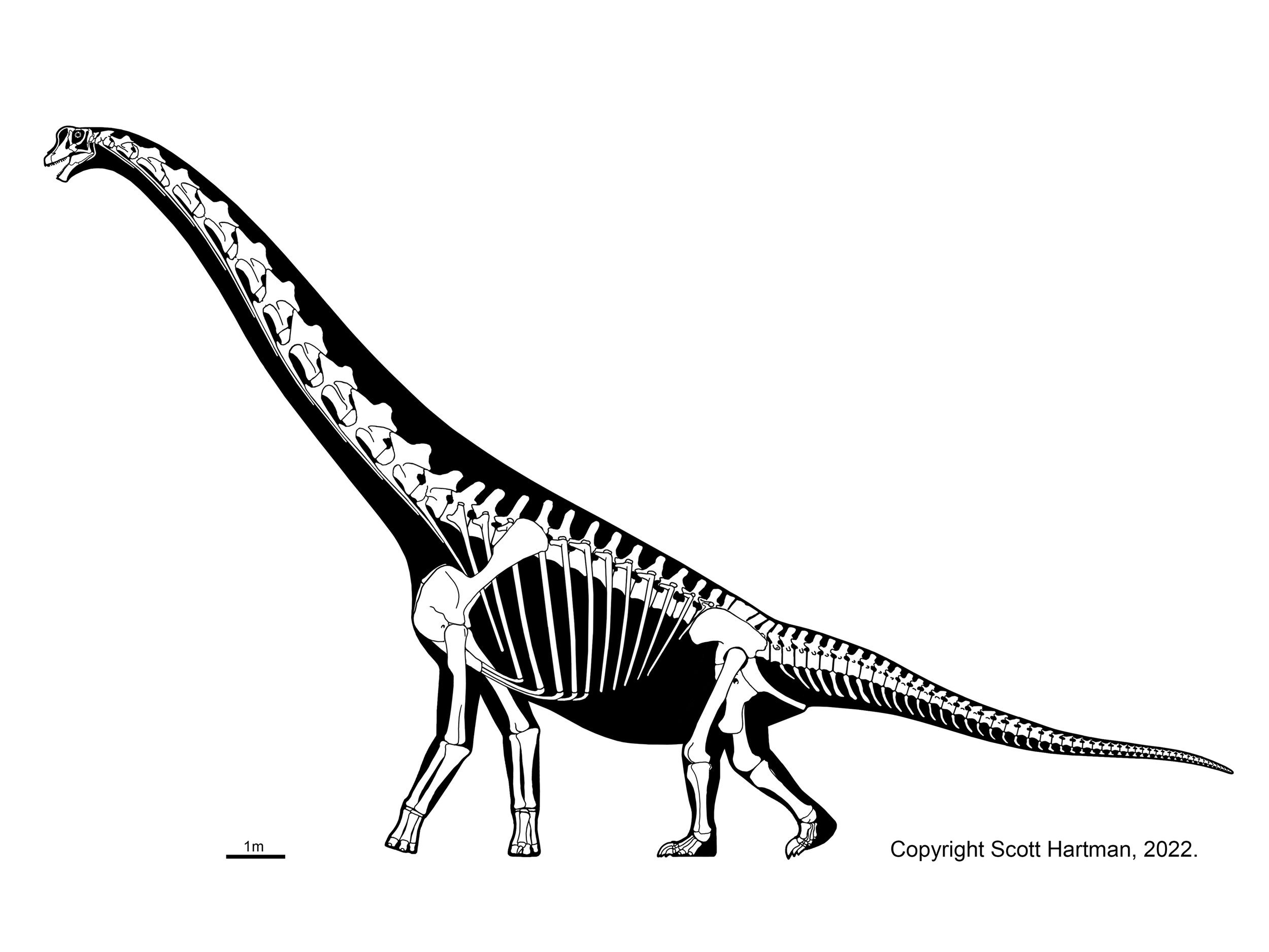 Brachiosaurus altithorax