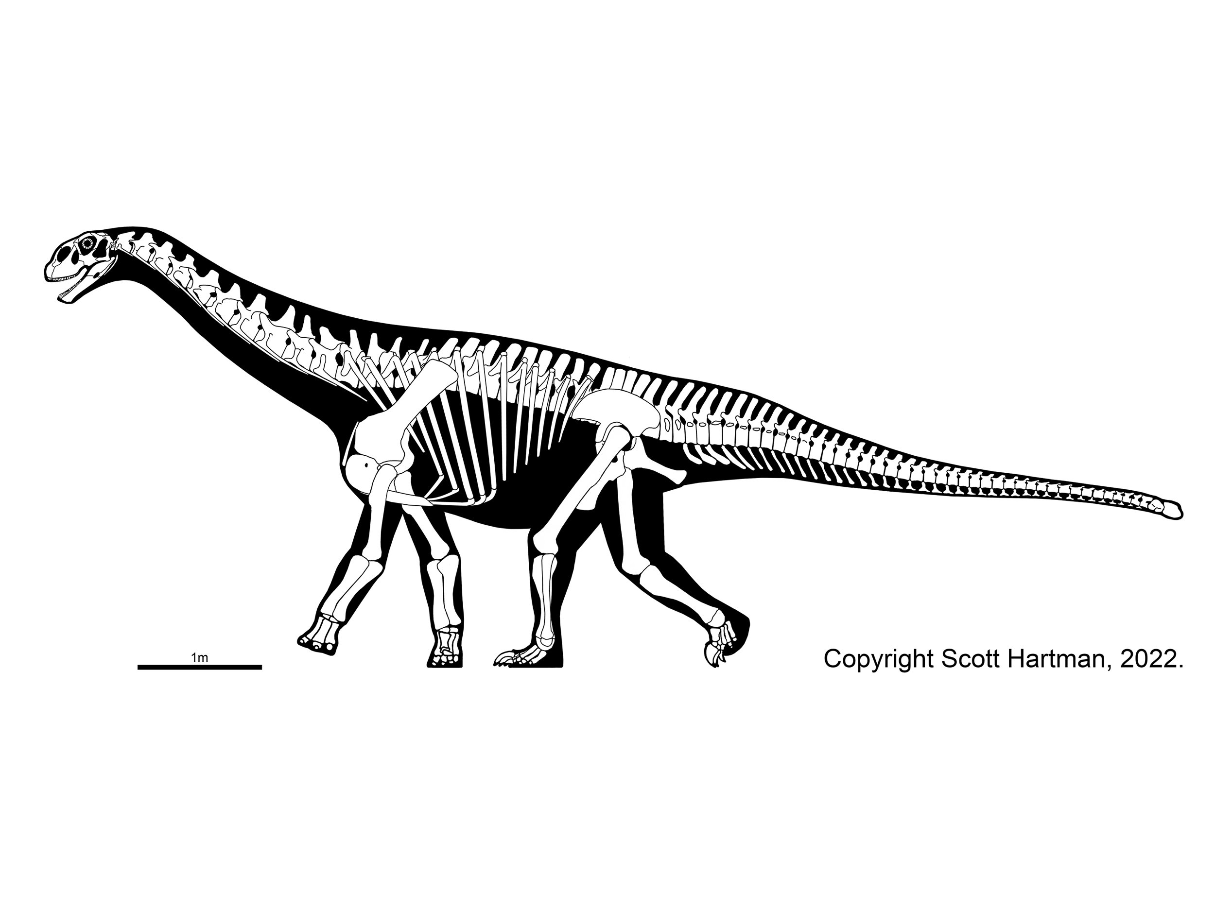 Shunosaurus lii