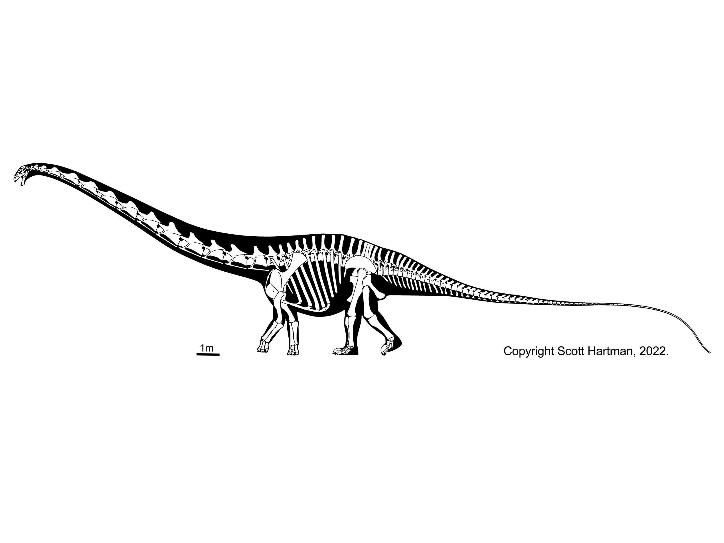 Supersaurus vivianae