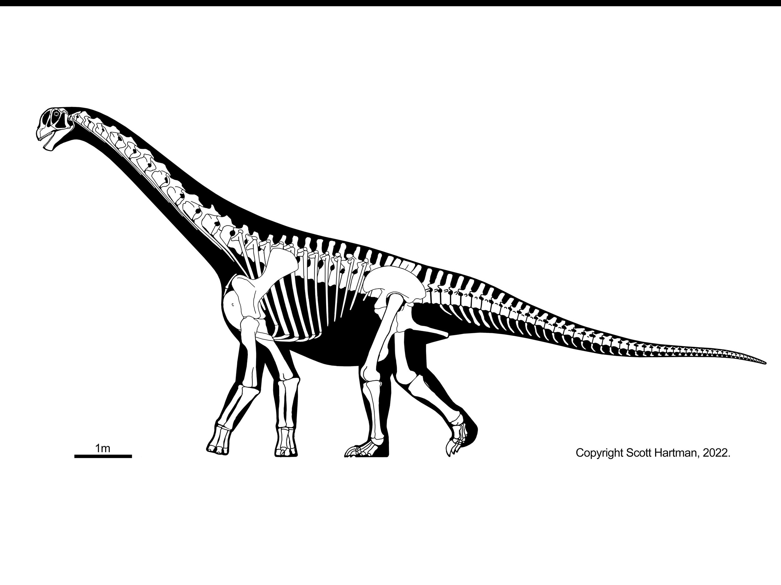 Camarasaurus lentus