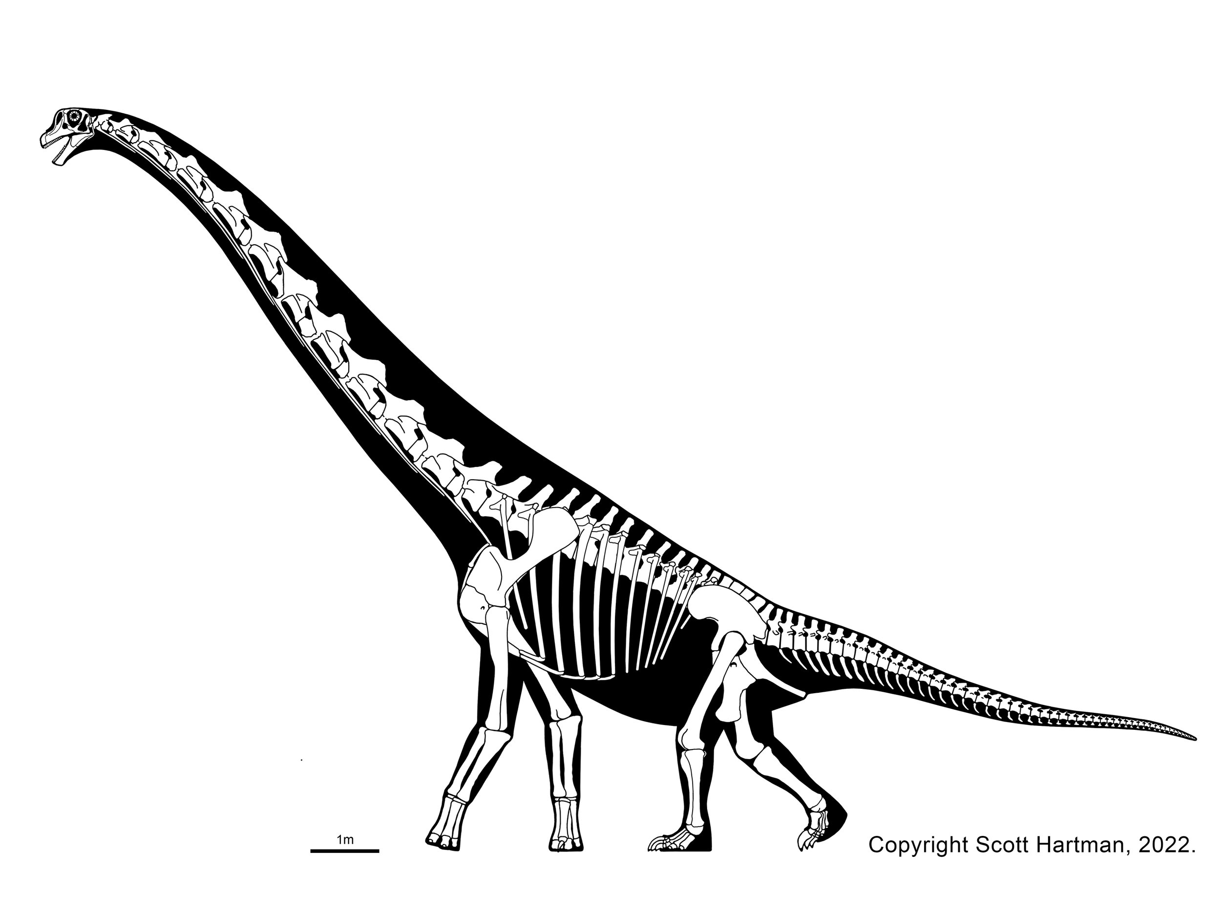 Cedarosaurus weiskopfae