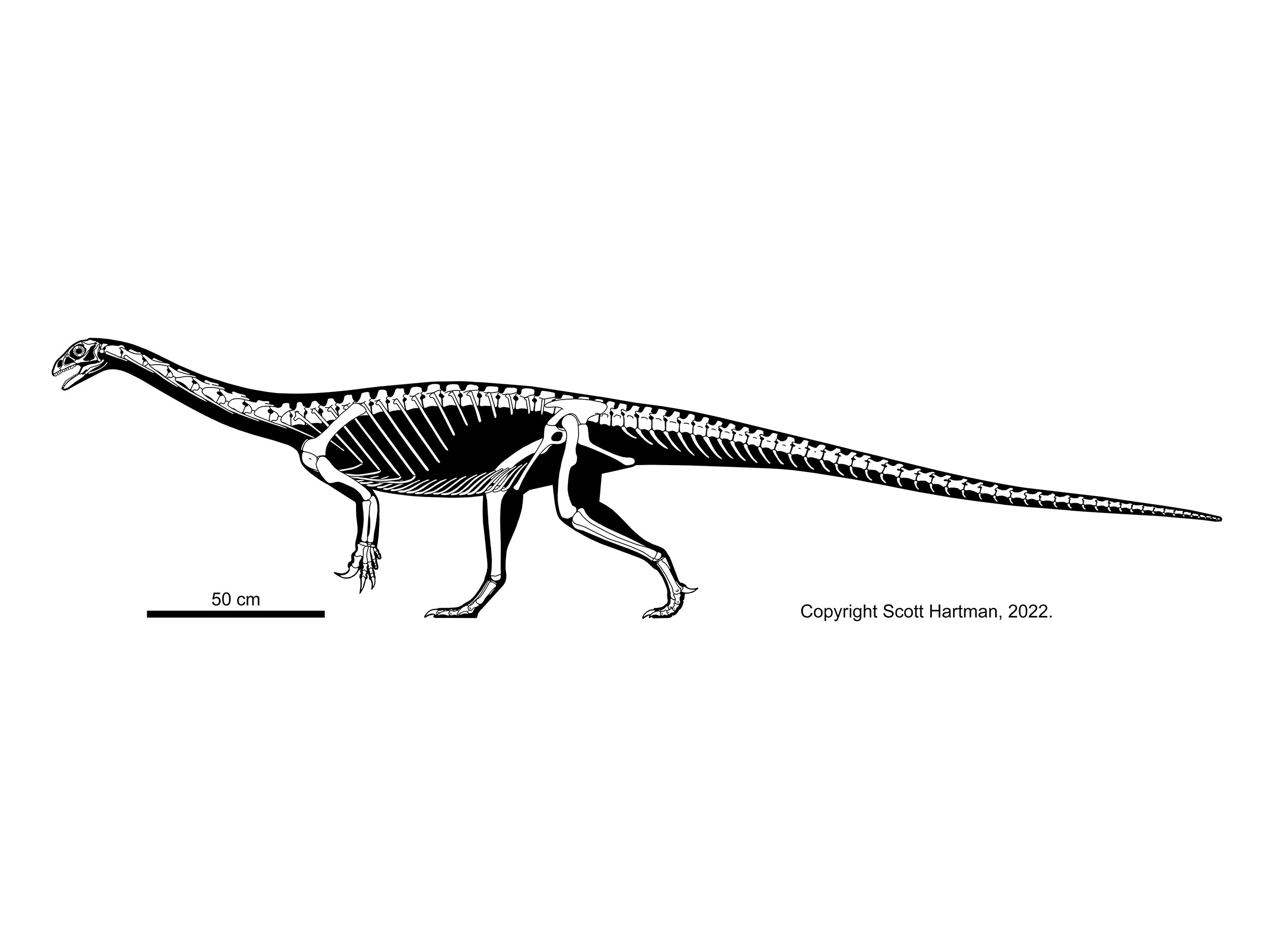 Anchisaurus polyselus