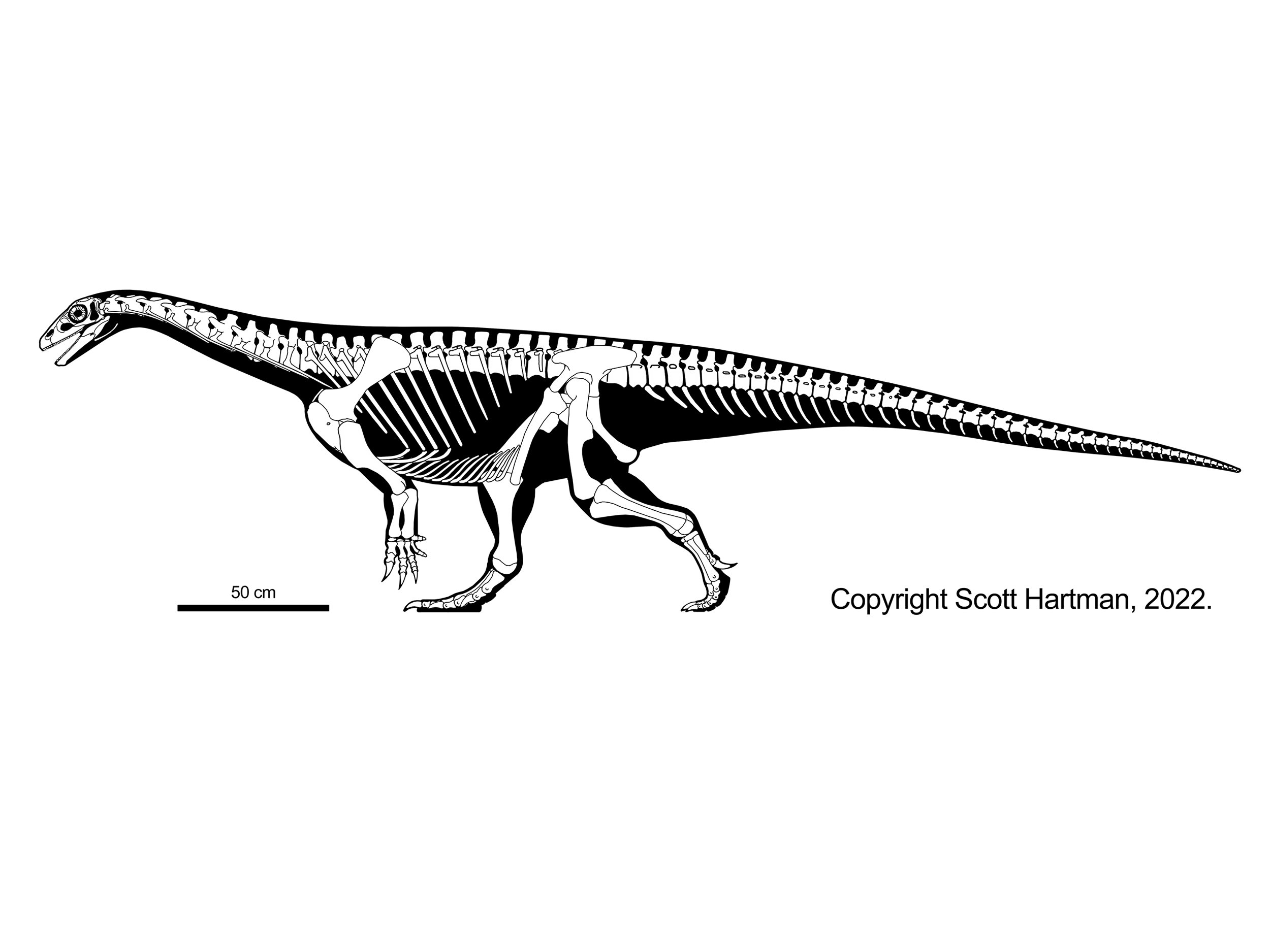 Riojasaurus incertus