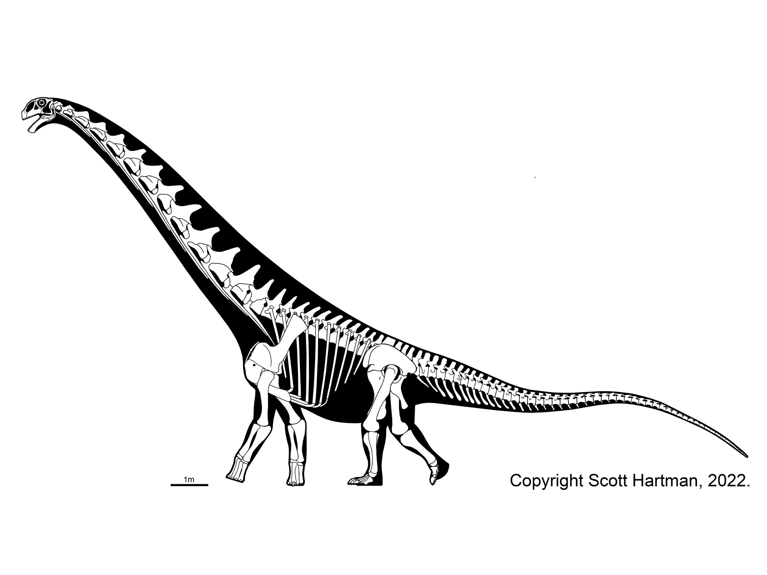 Futalognkosaurus dukei