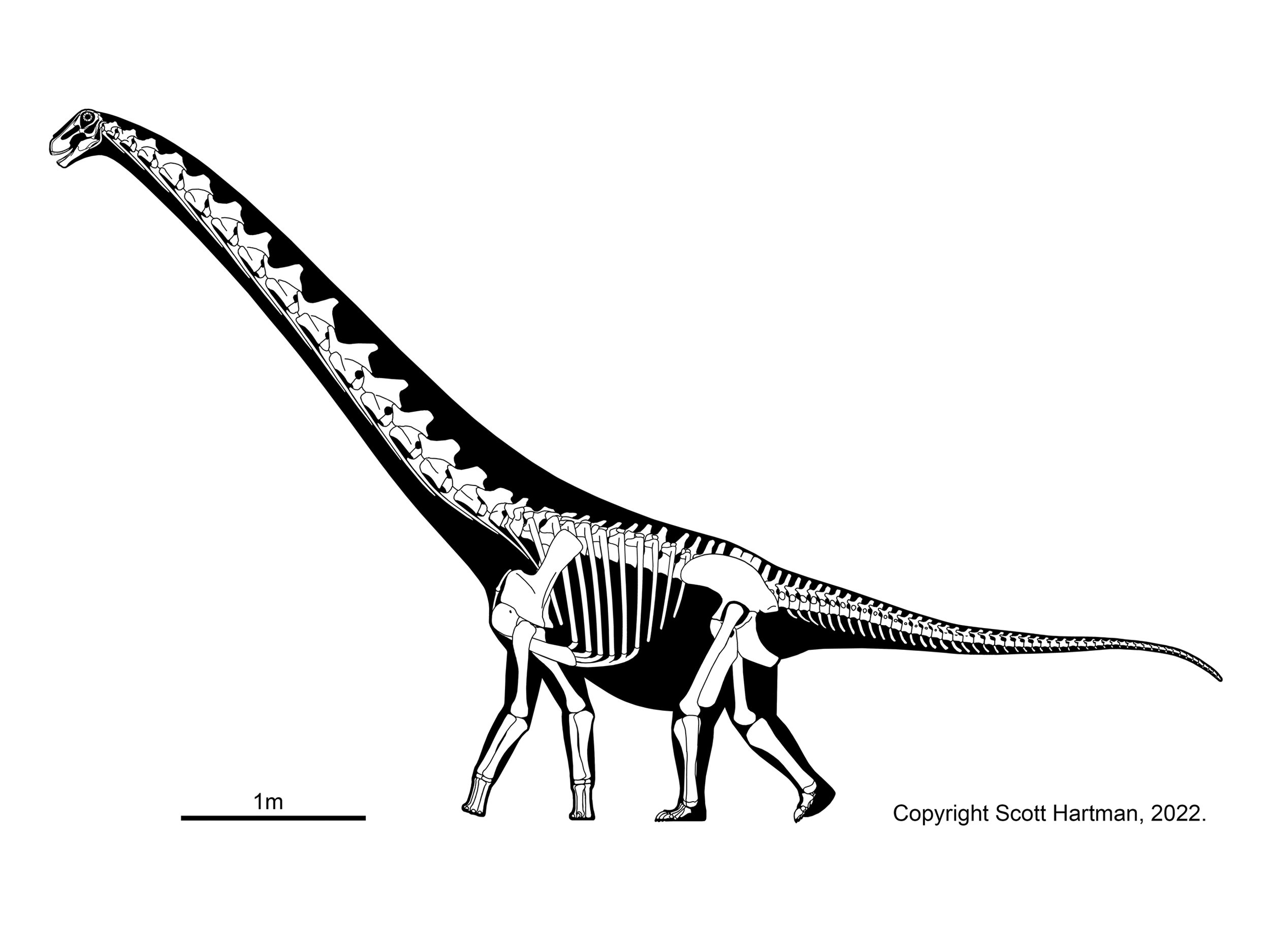 Rapetosaurus krausei (juvenile or subadult)