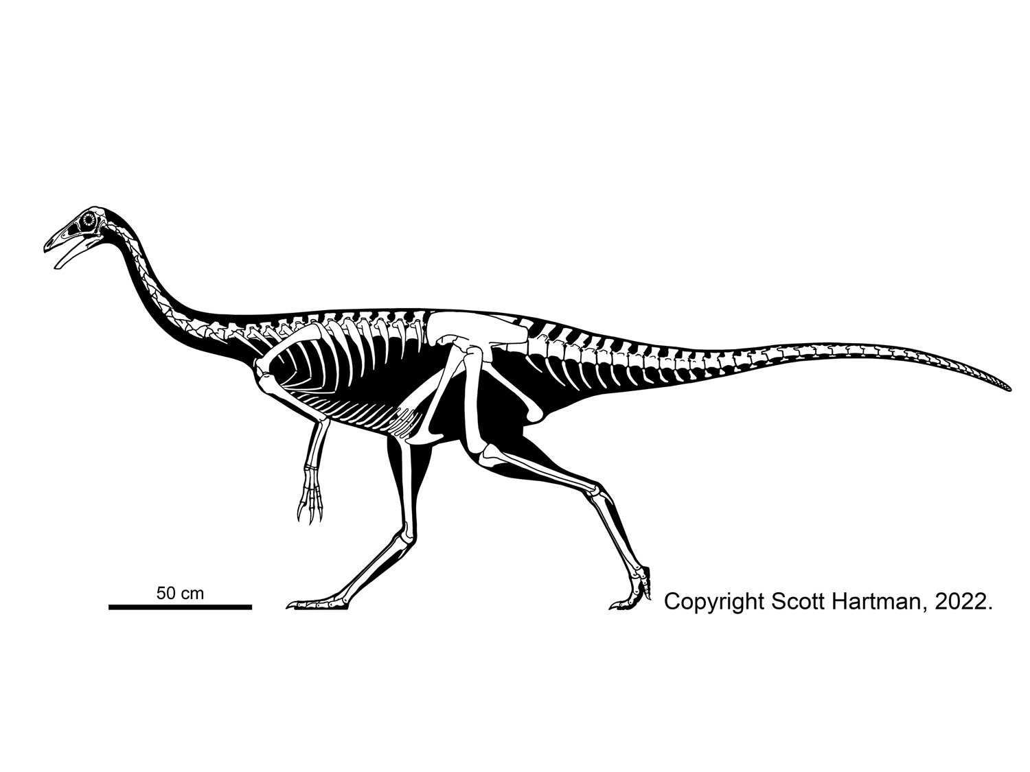 Ornithomimus edmontonicus