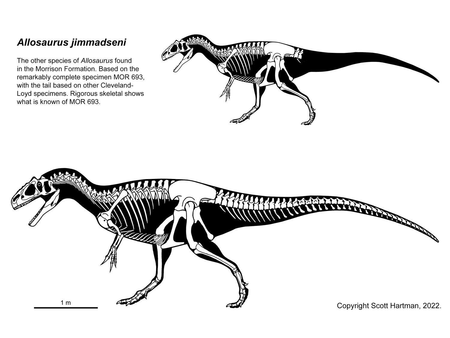 Allosaurus sp.jpg