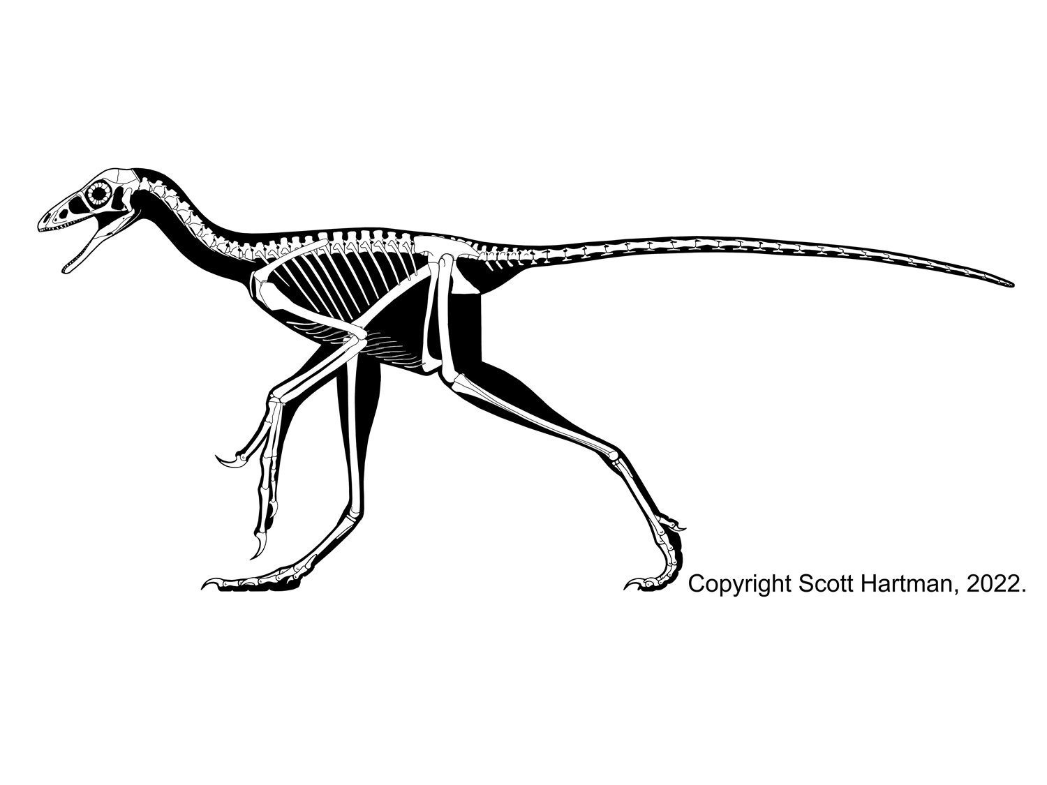 Anchiornis huxleyi