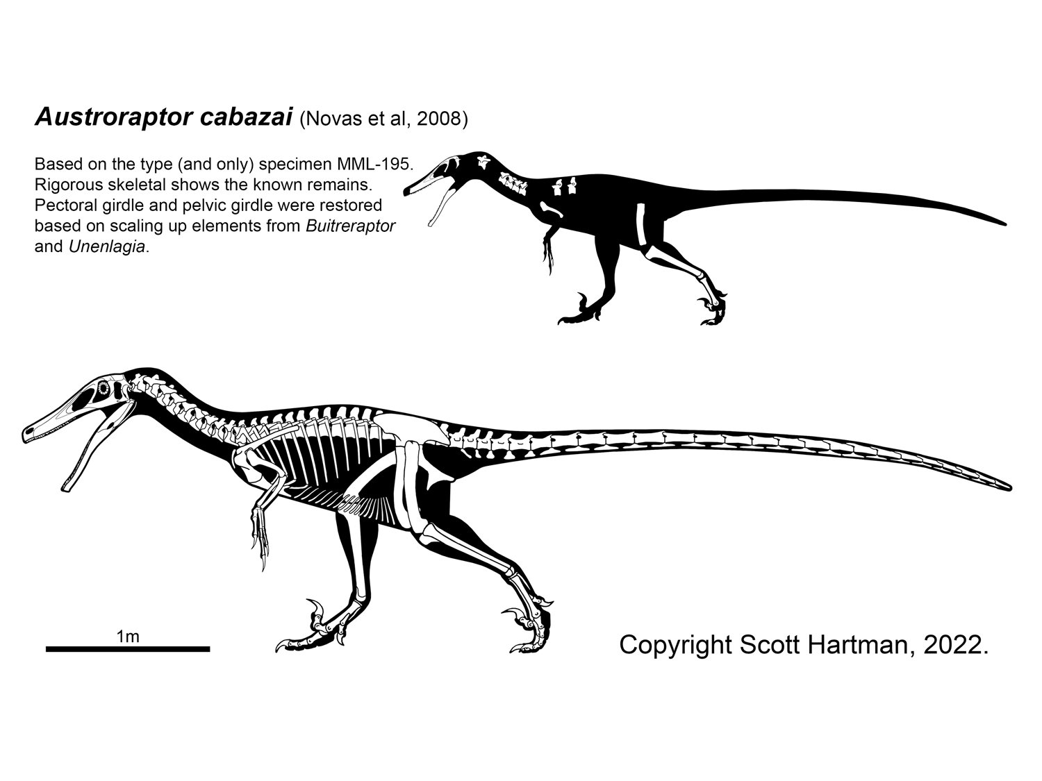 Austroraptor.jpg