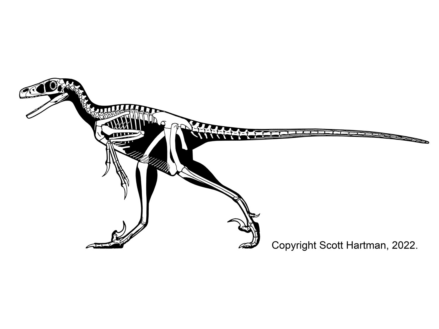 Saurornitholestes langstoni