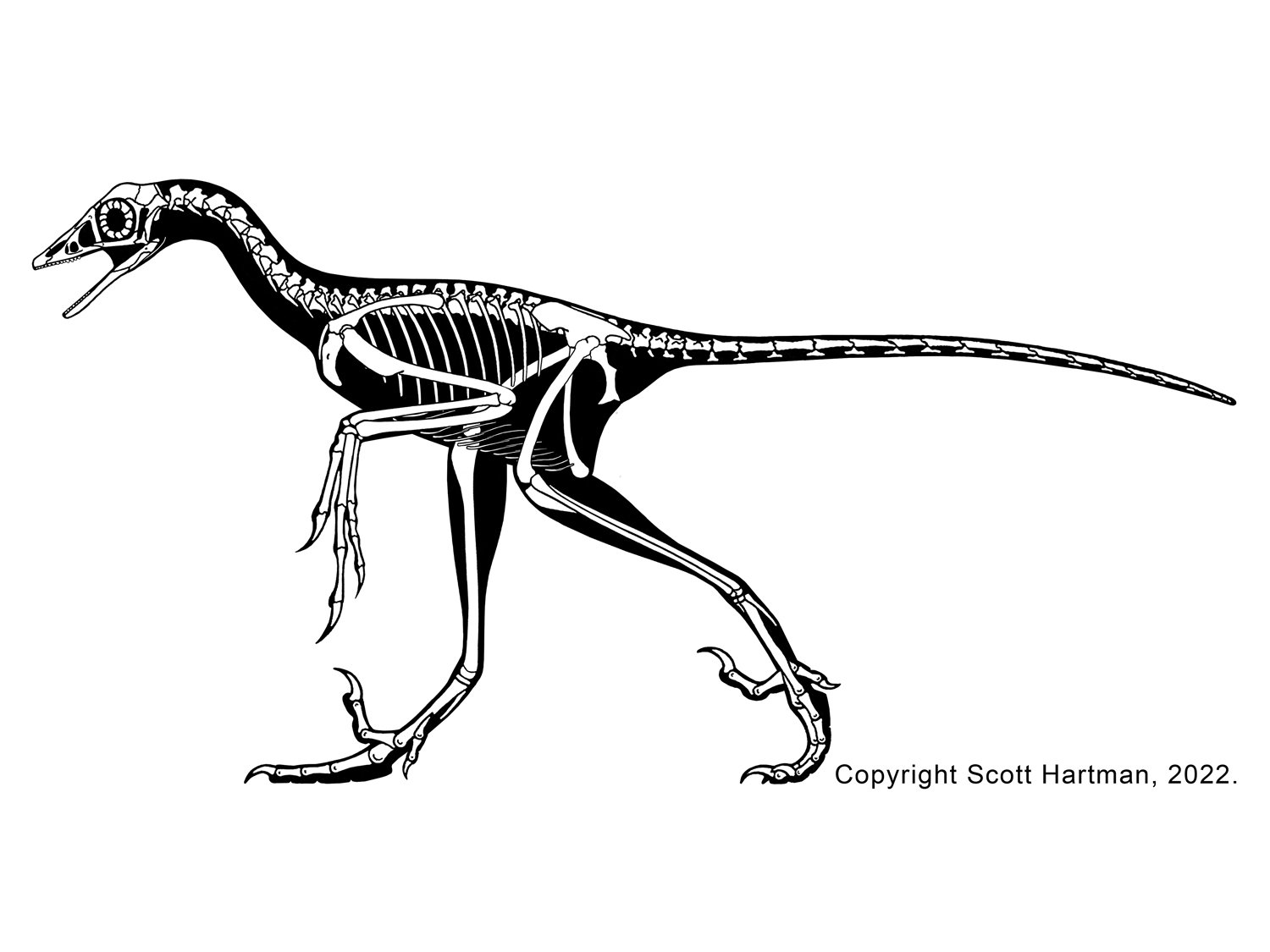 Archaeopteryx