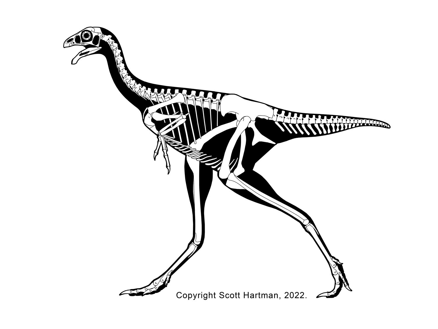 Caudipteryx