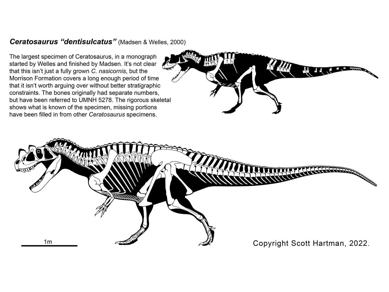 Ceratosaurus dentisulcatus.jpg