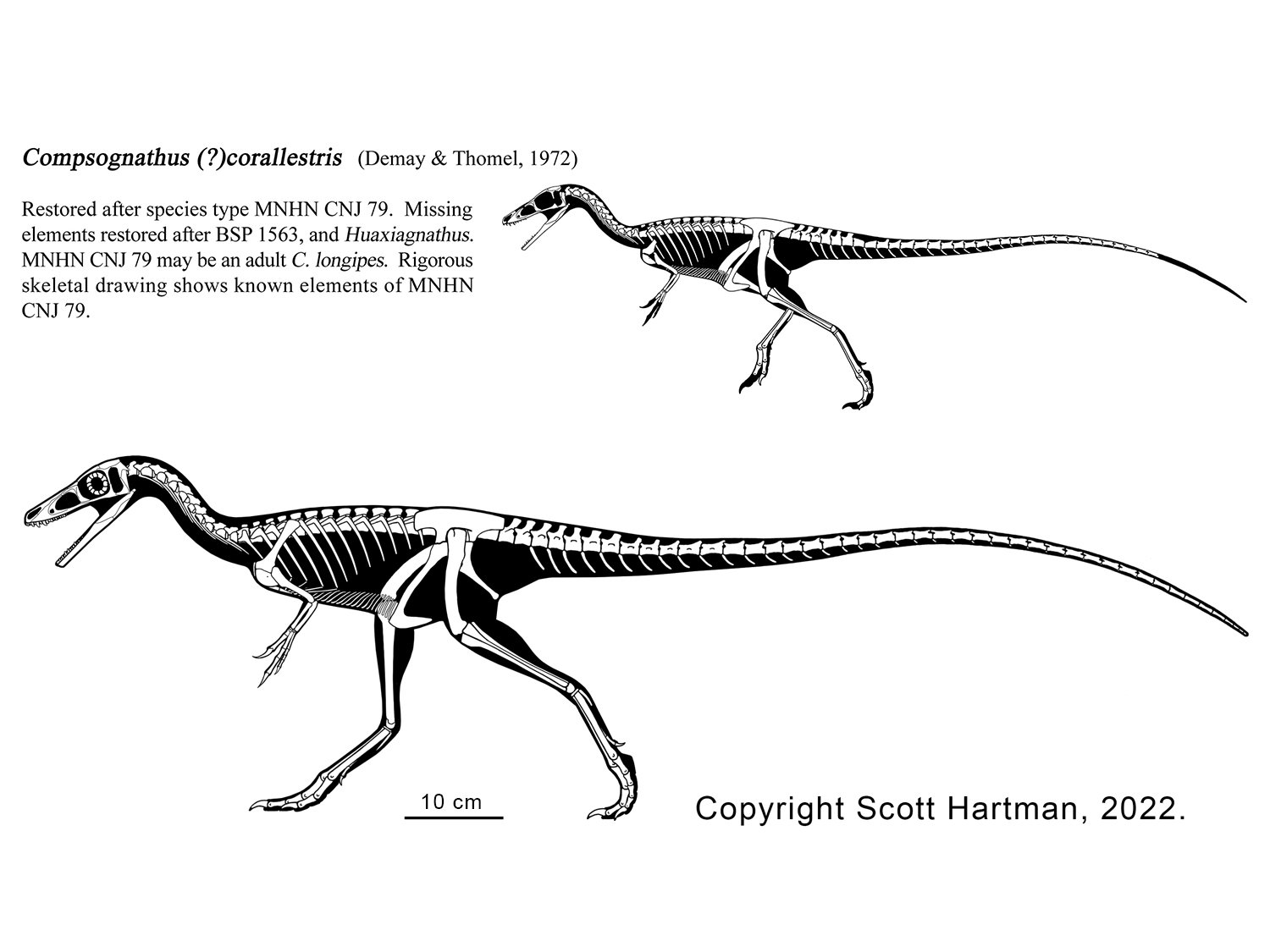 Compsognathus corallestris.jpg