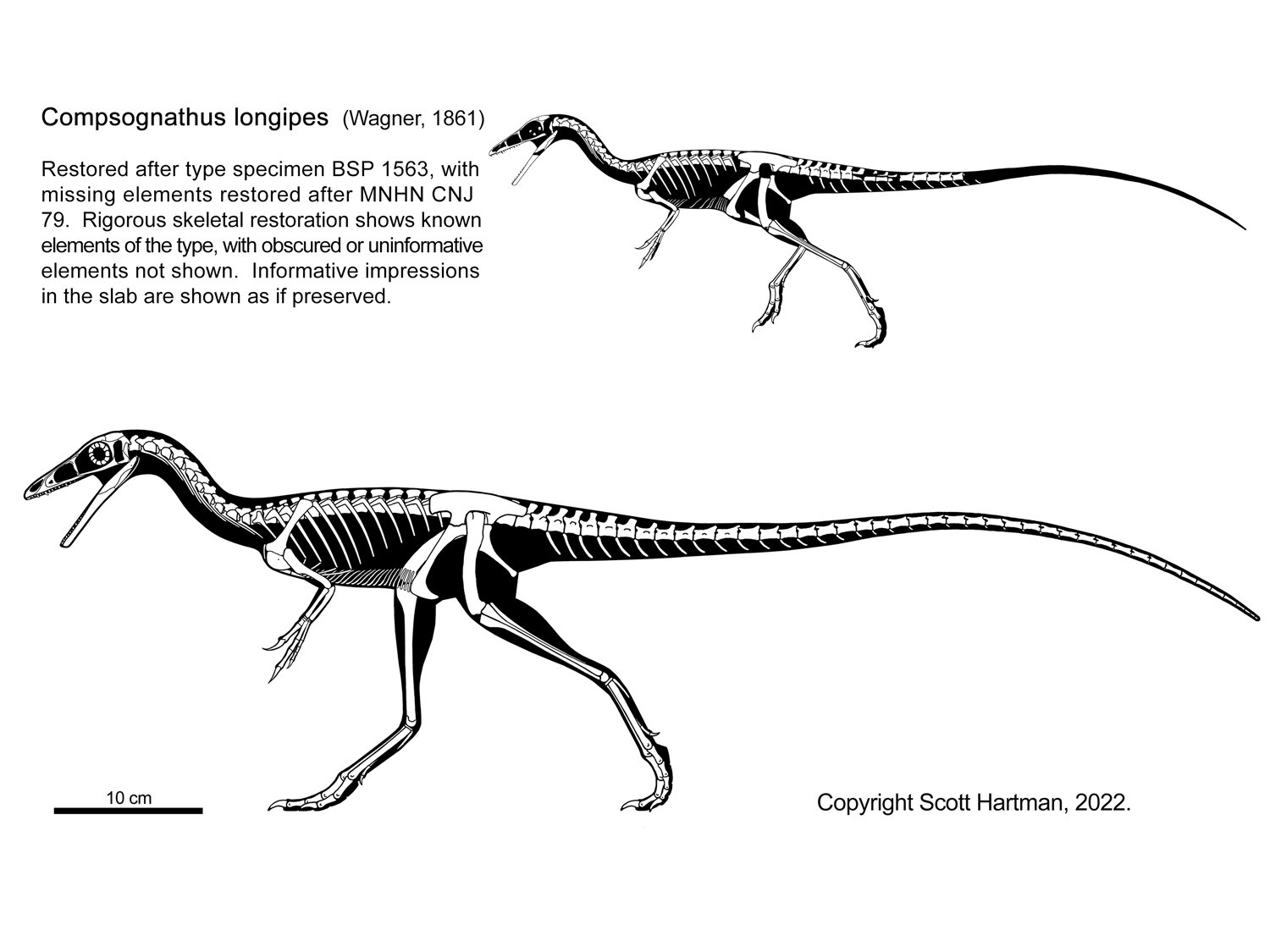 Compsognathus longipes