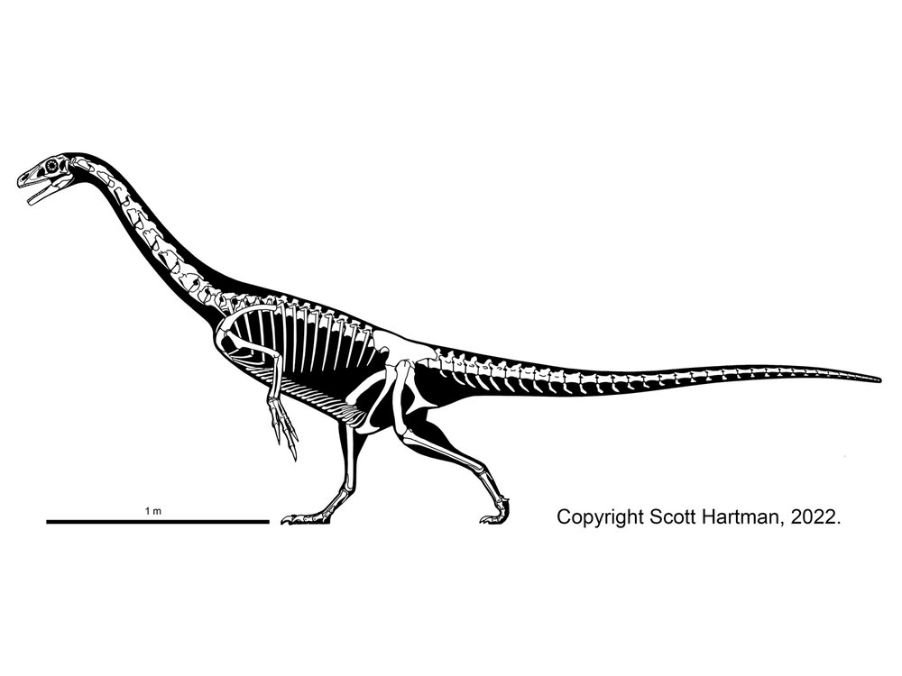 Deinocheirus - Therizinosaur or hadrosaur mimic?Dr. Scott Hartman's  Skeletal Drawing.com