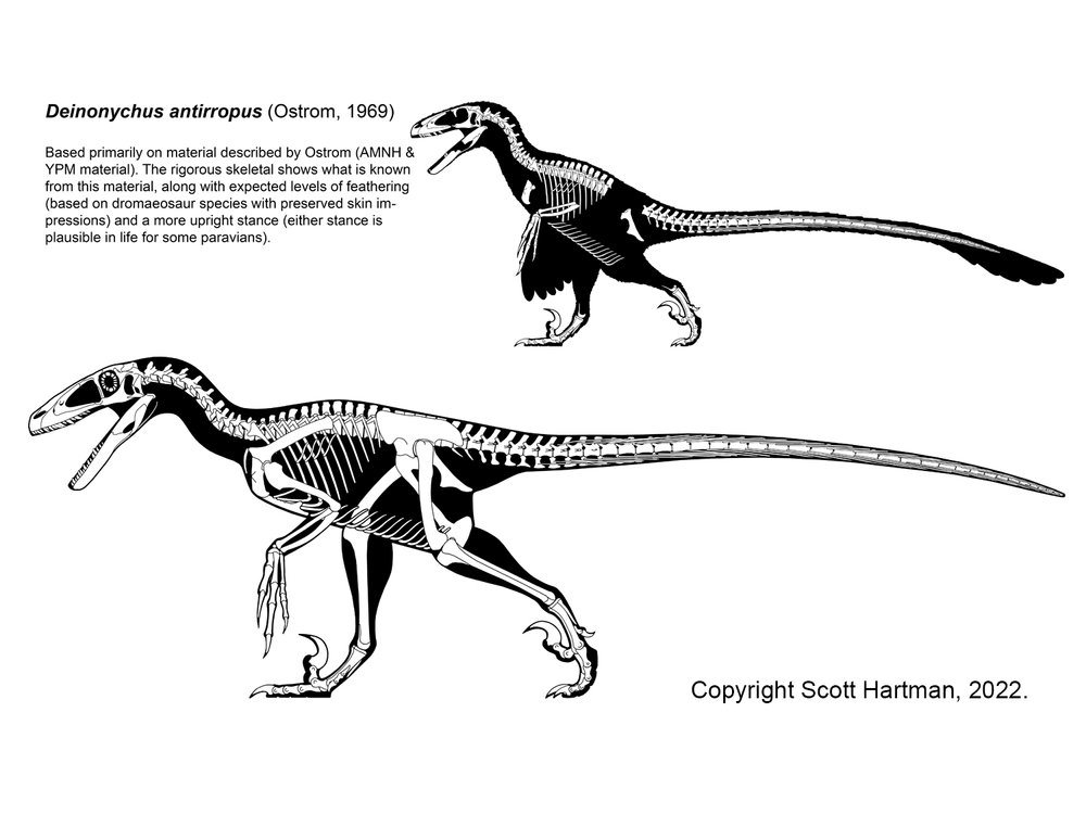 Deinonychus (Deinonychus antirrhopus) Dimensions & Drawings