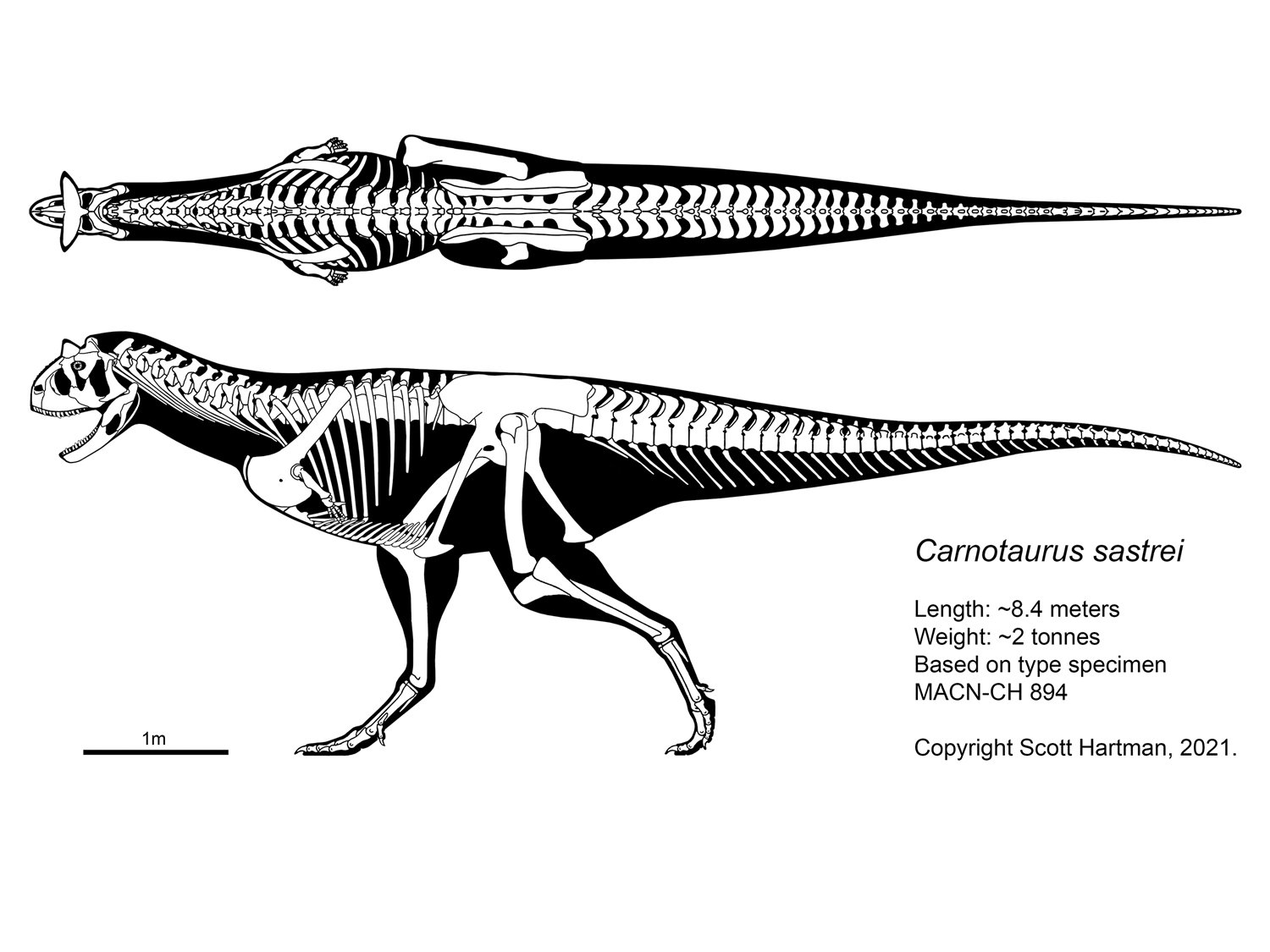 Carnotaurus sastrei