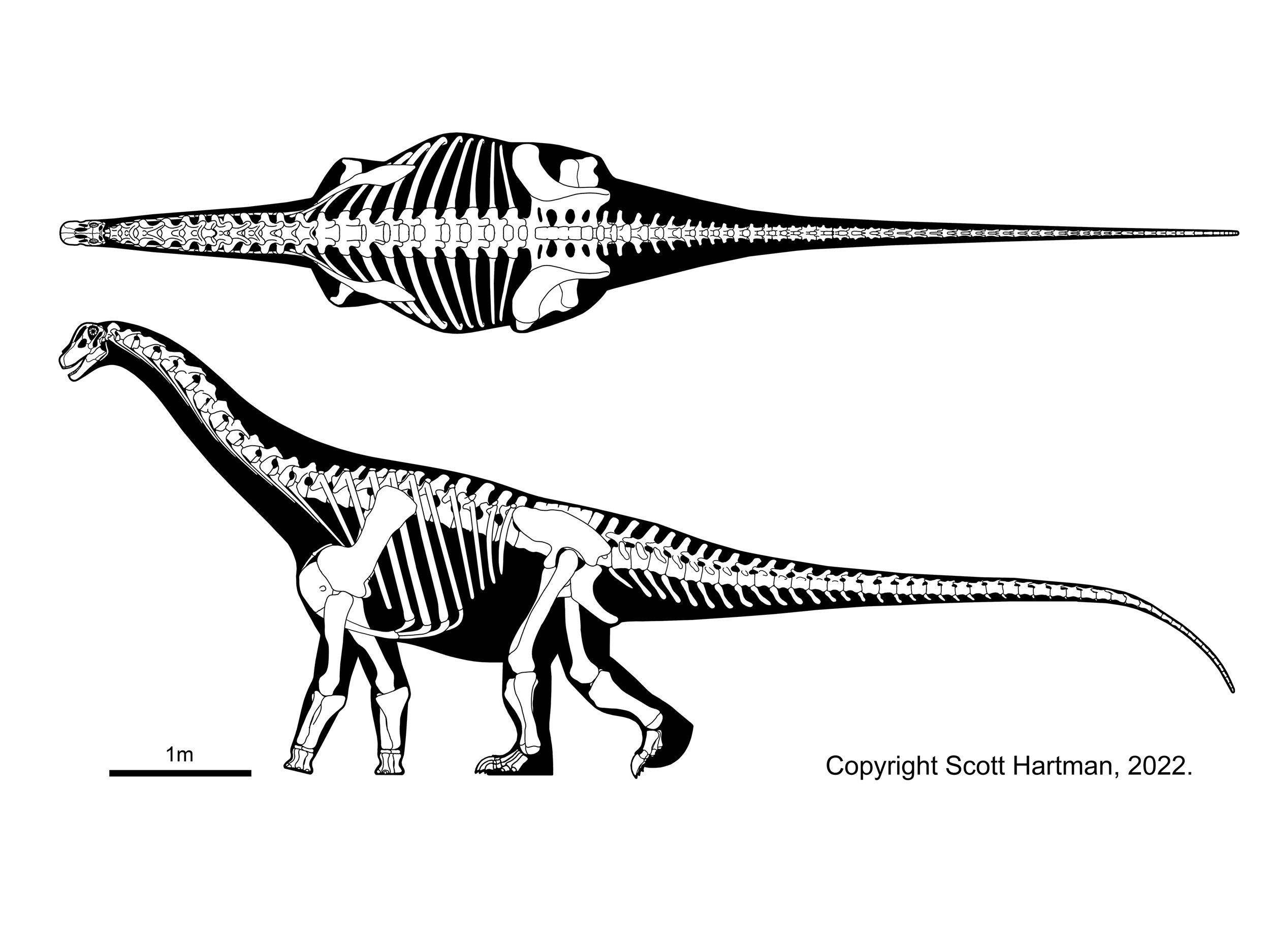 Saltasaurus (minus osteoderms)