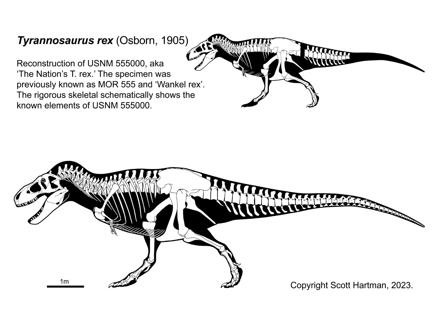 Tyrannosaurus USNM 5550000.jpg