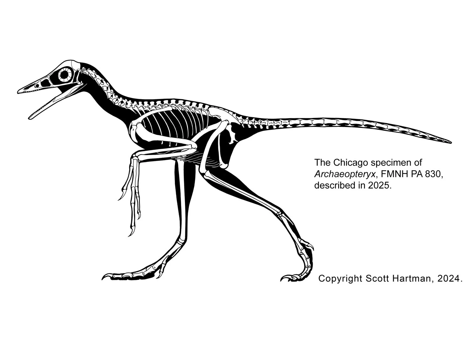 Archaeopteryx_Chicago.jpg