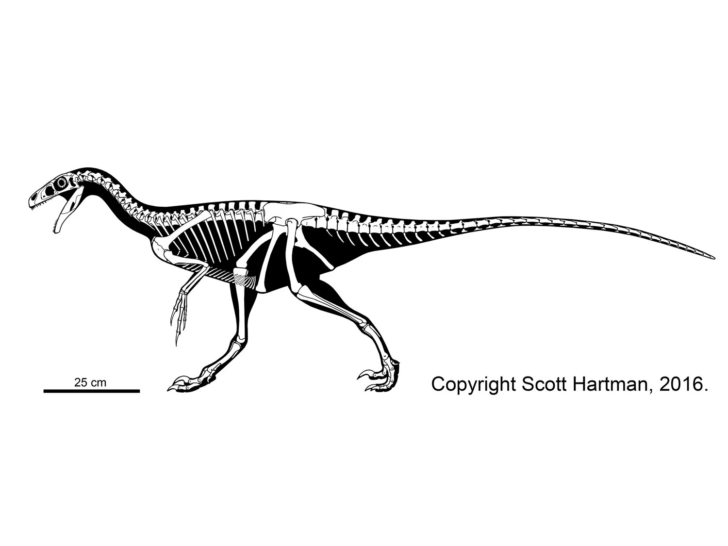 Ornitholestes