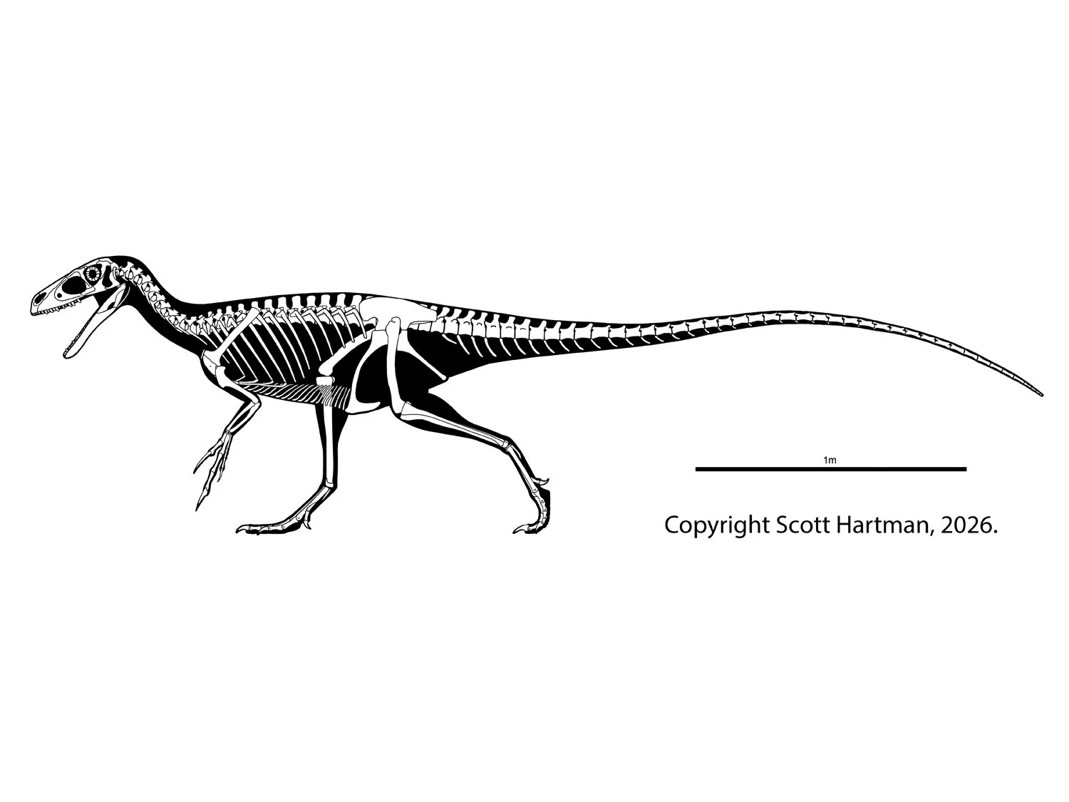 Tanycolagreus topwilsoni